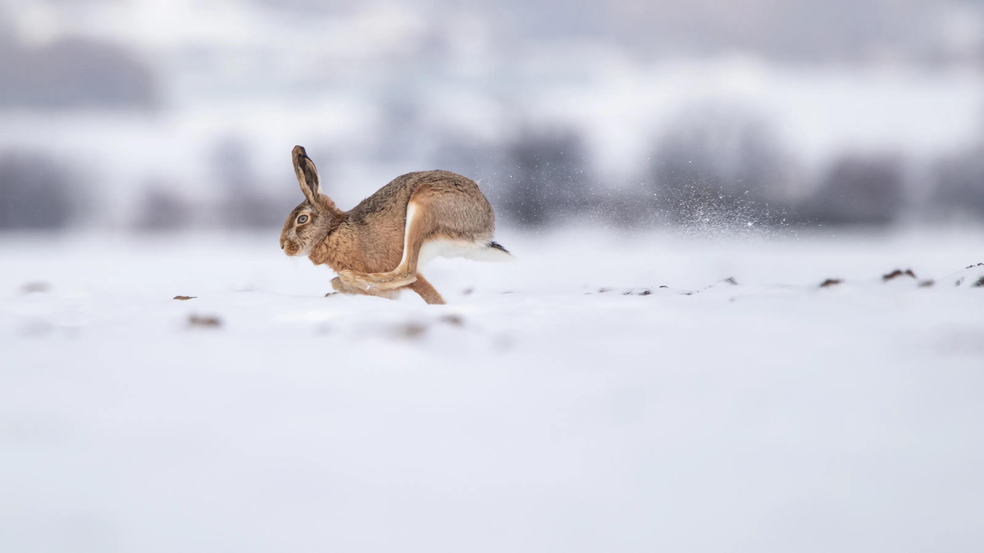 Run!
