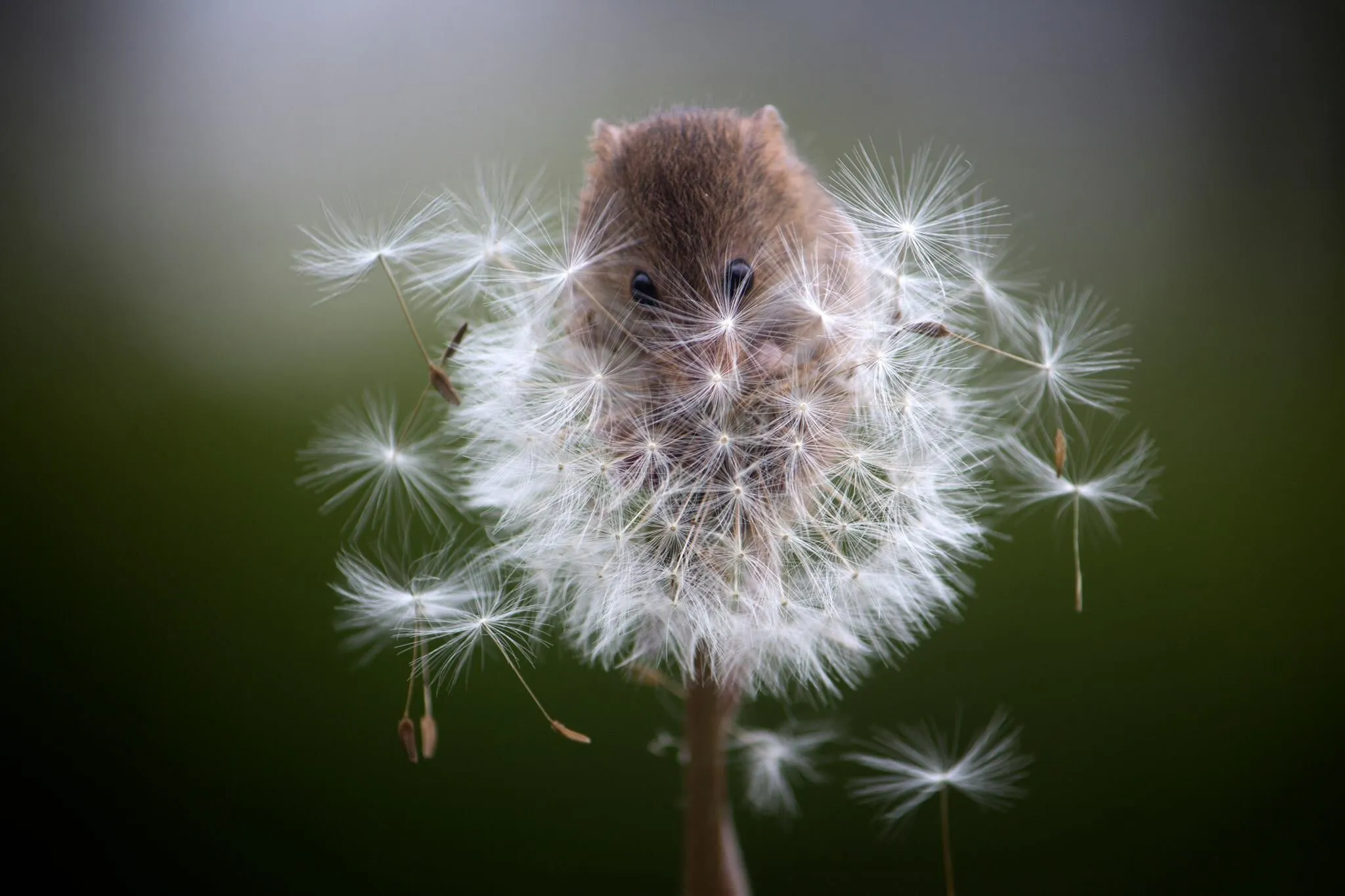 Dandelion field mouse