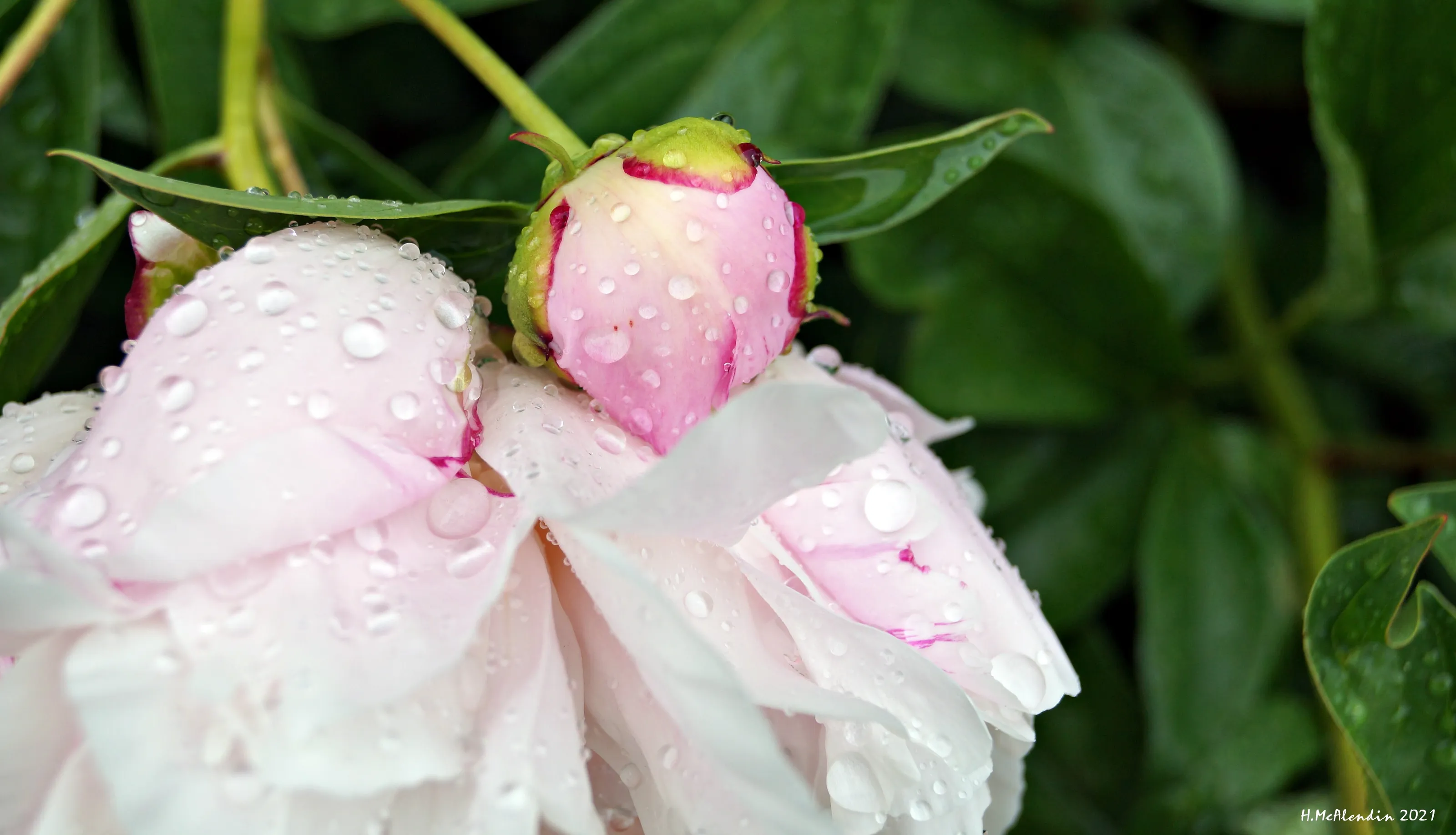 Gardenia with bud after the rain