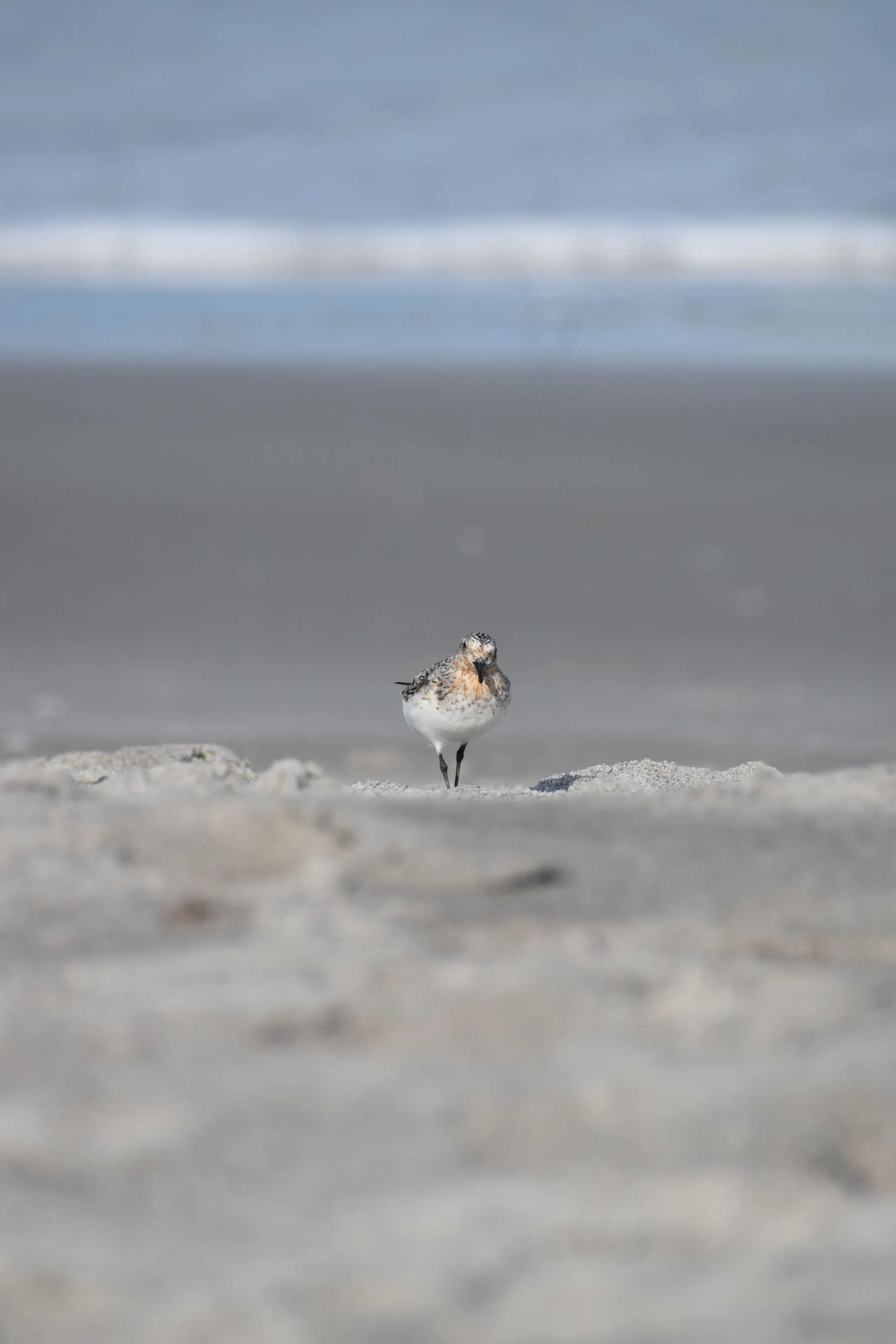 Sanderling