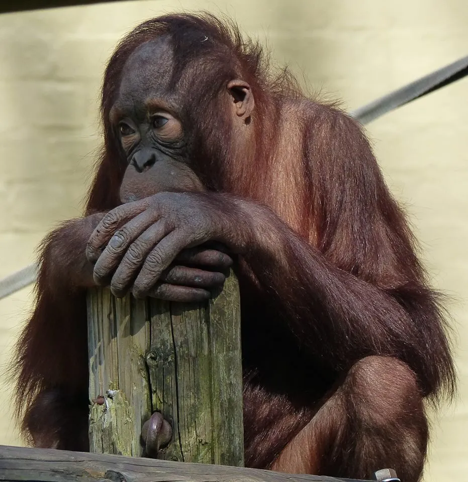 Baby Orangutans "Sprout" at Dudley Zoo