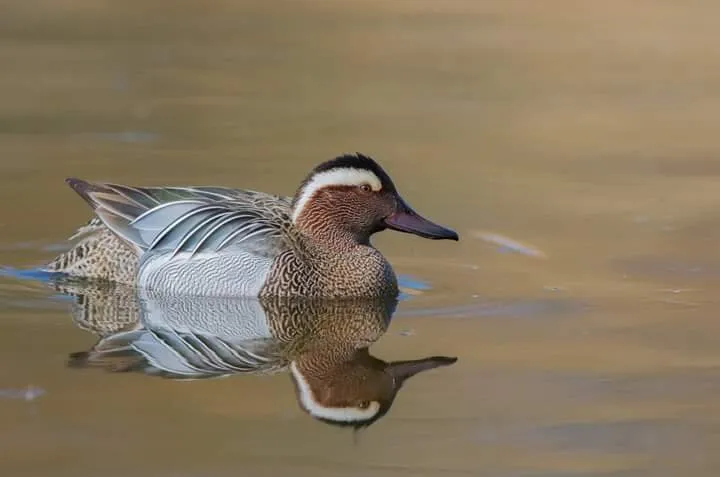 Mirror Garganey