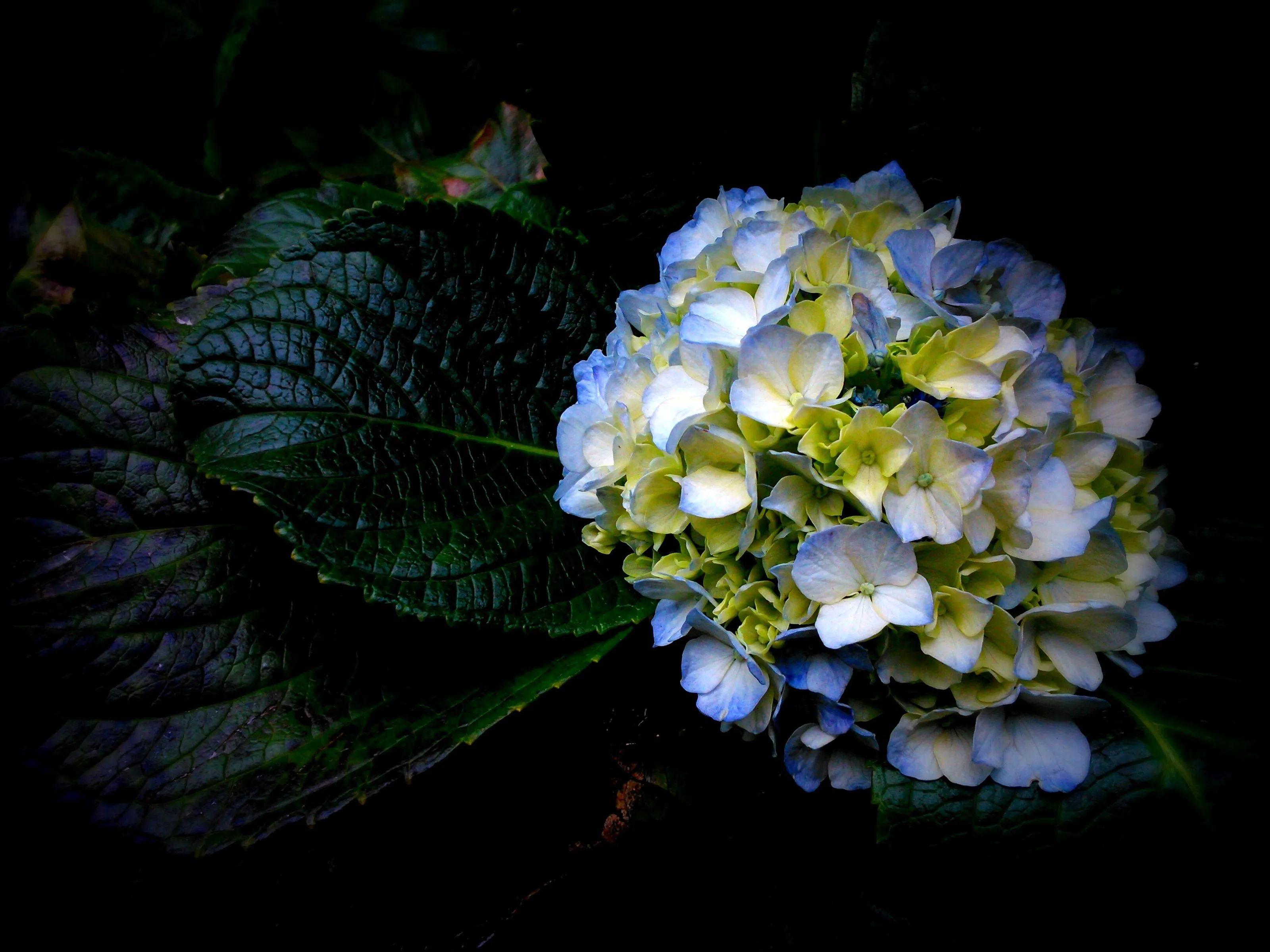 Fabulous Flower