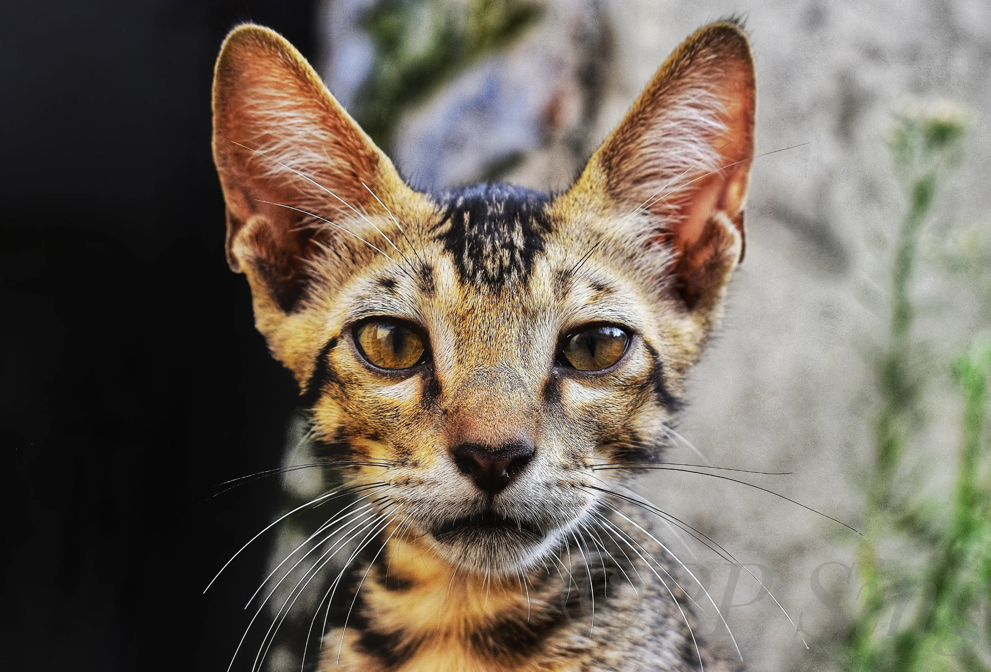 Lovely Kitten