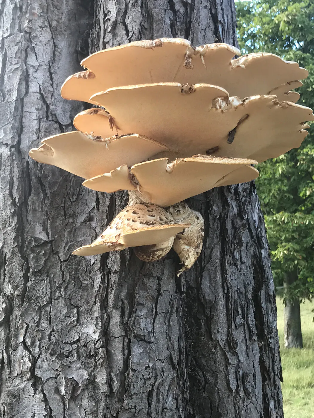 Succulent fungus