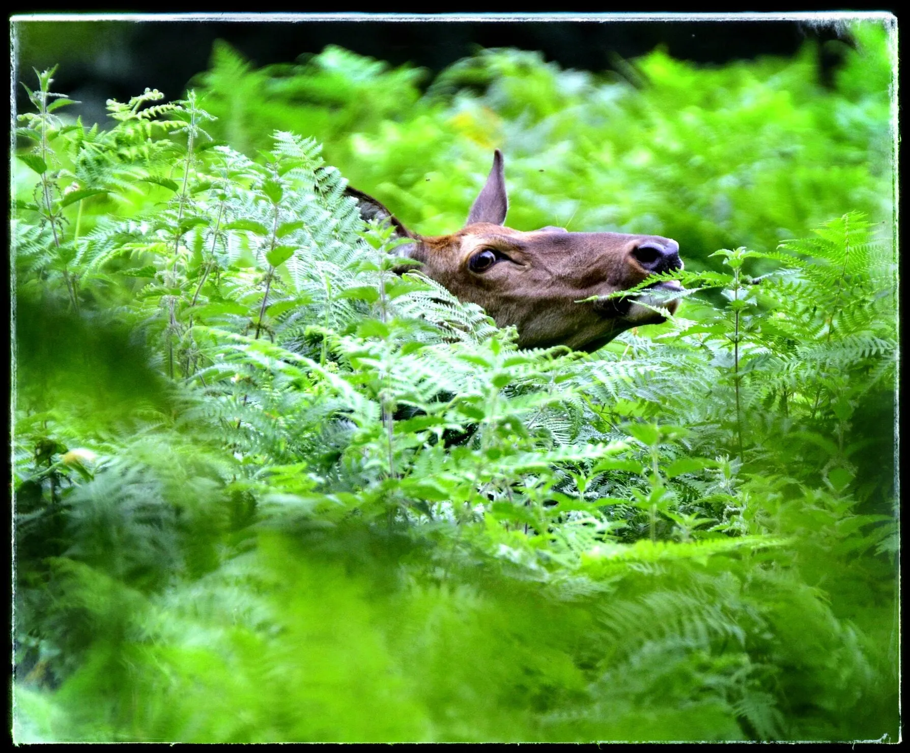 Doe in the woods