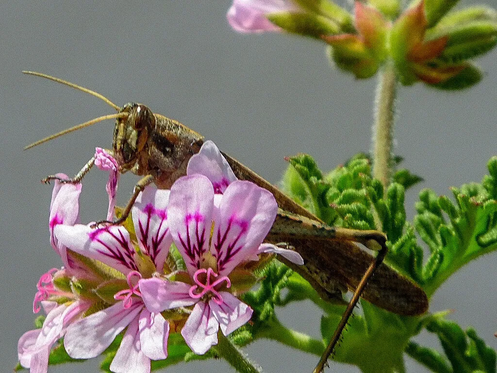 A grasshopper's snack