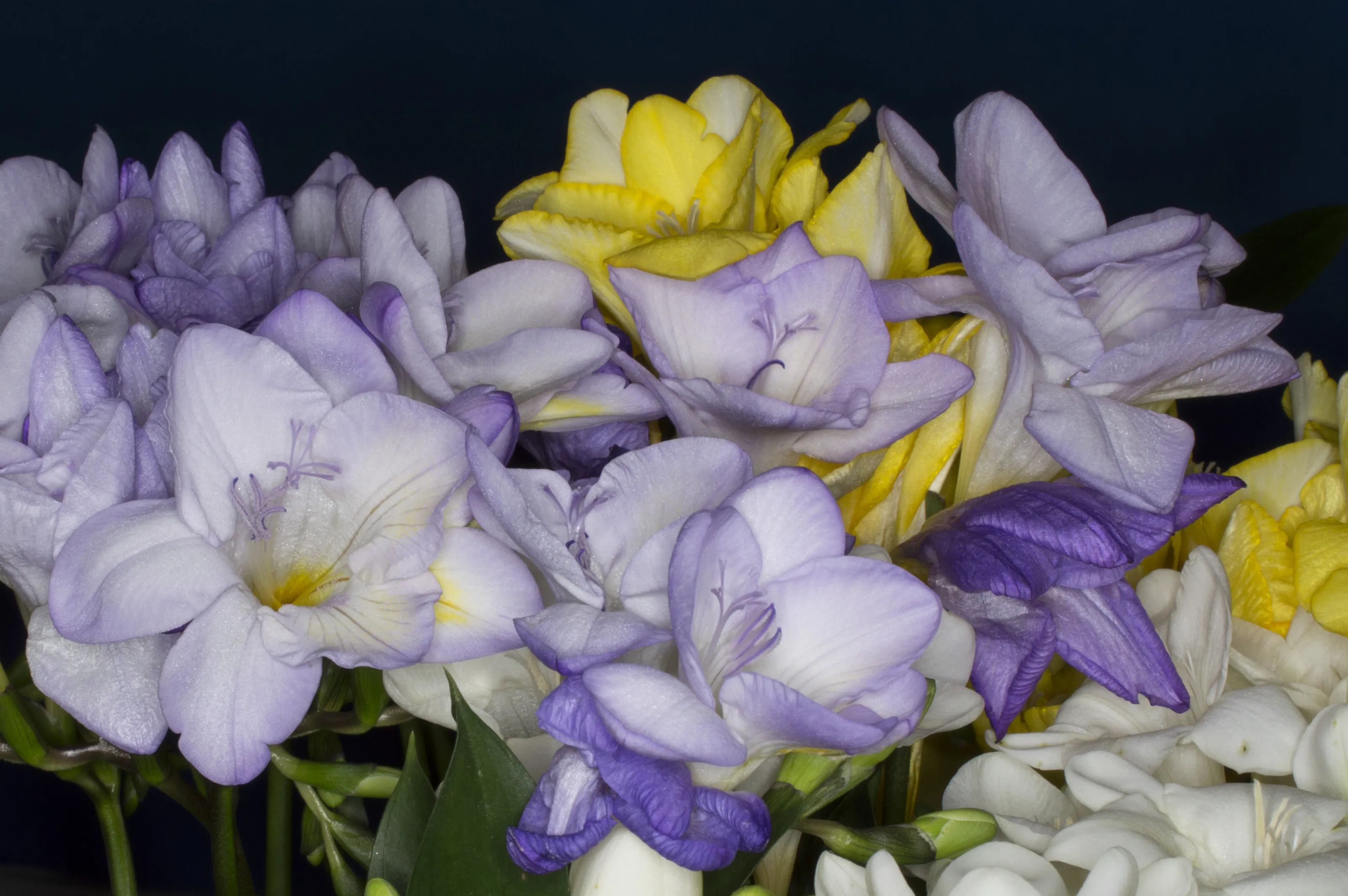 Freesias
