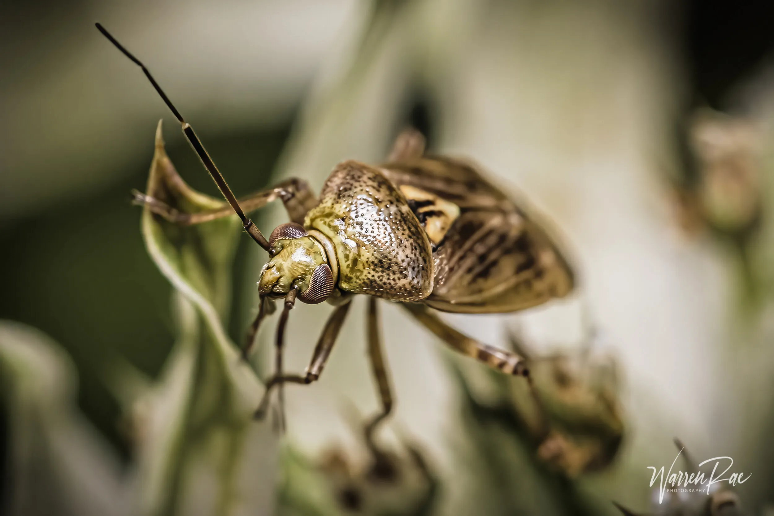 European Tarnished Plant Bug
