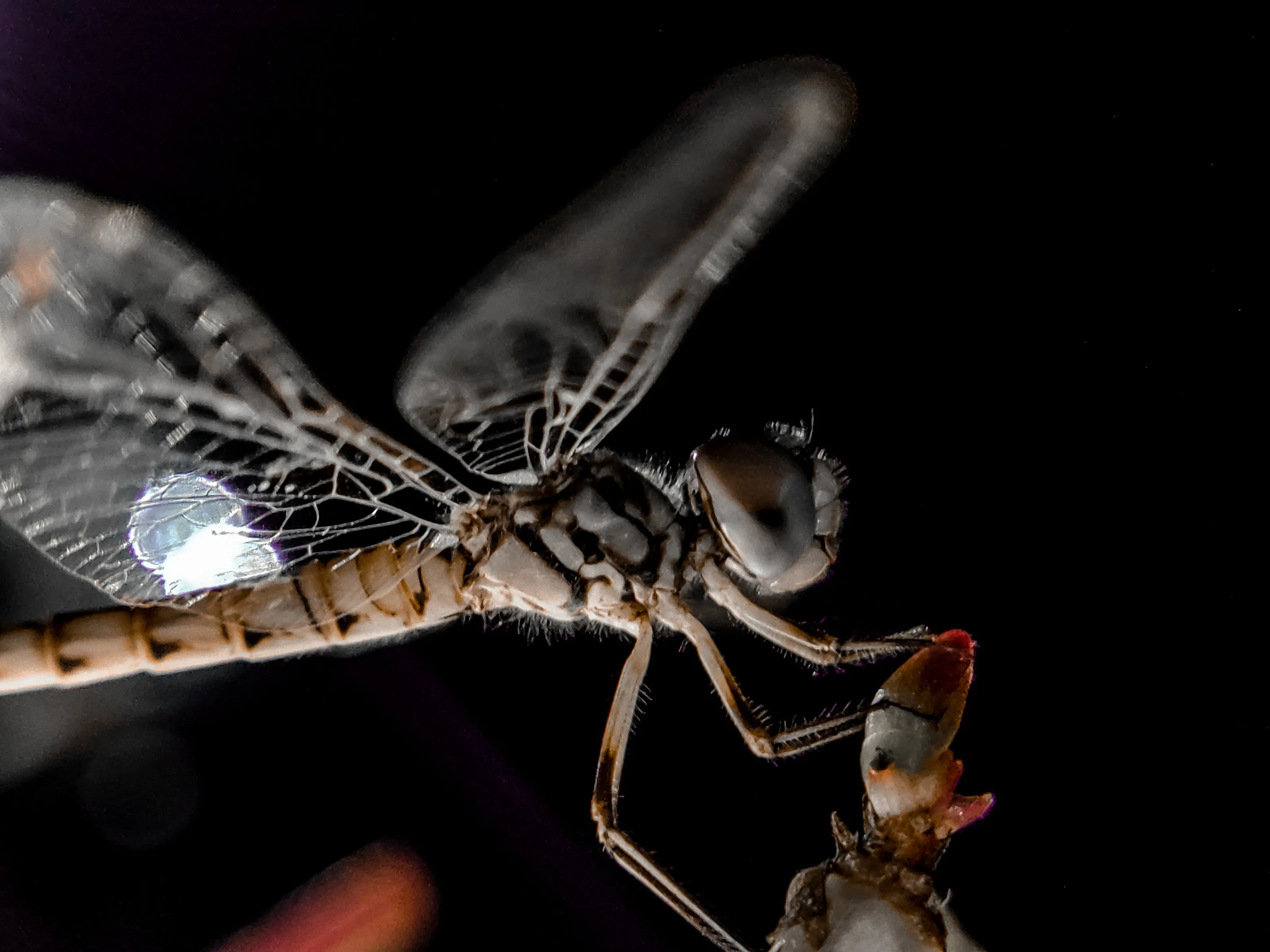 Dragonfly macro view