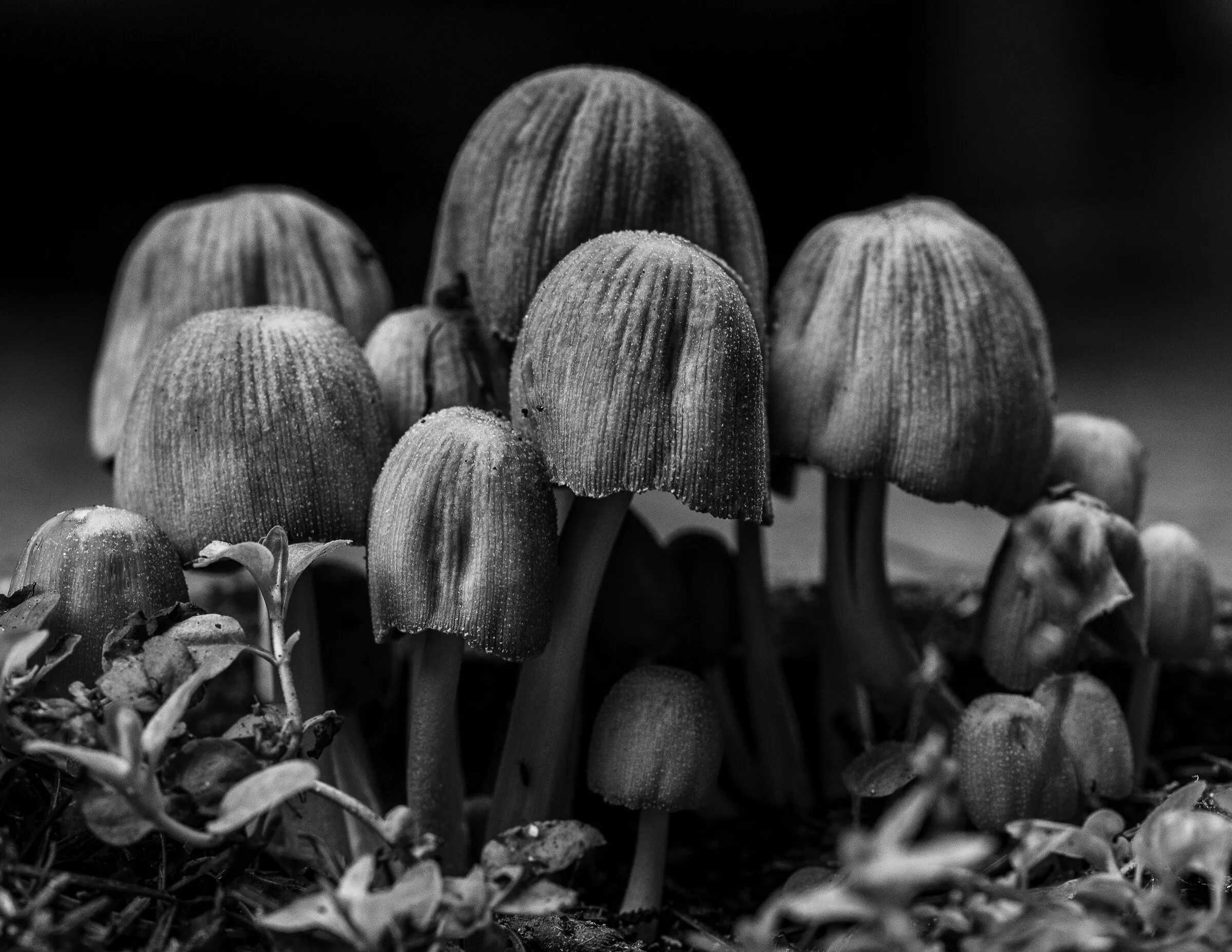 Passed by Fungi