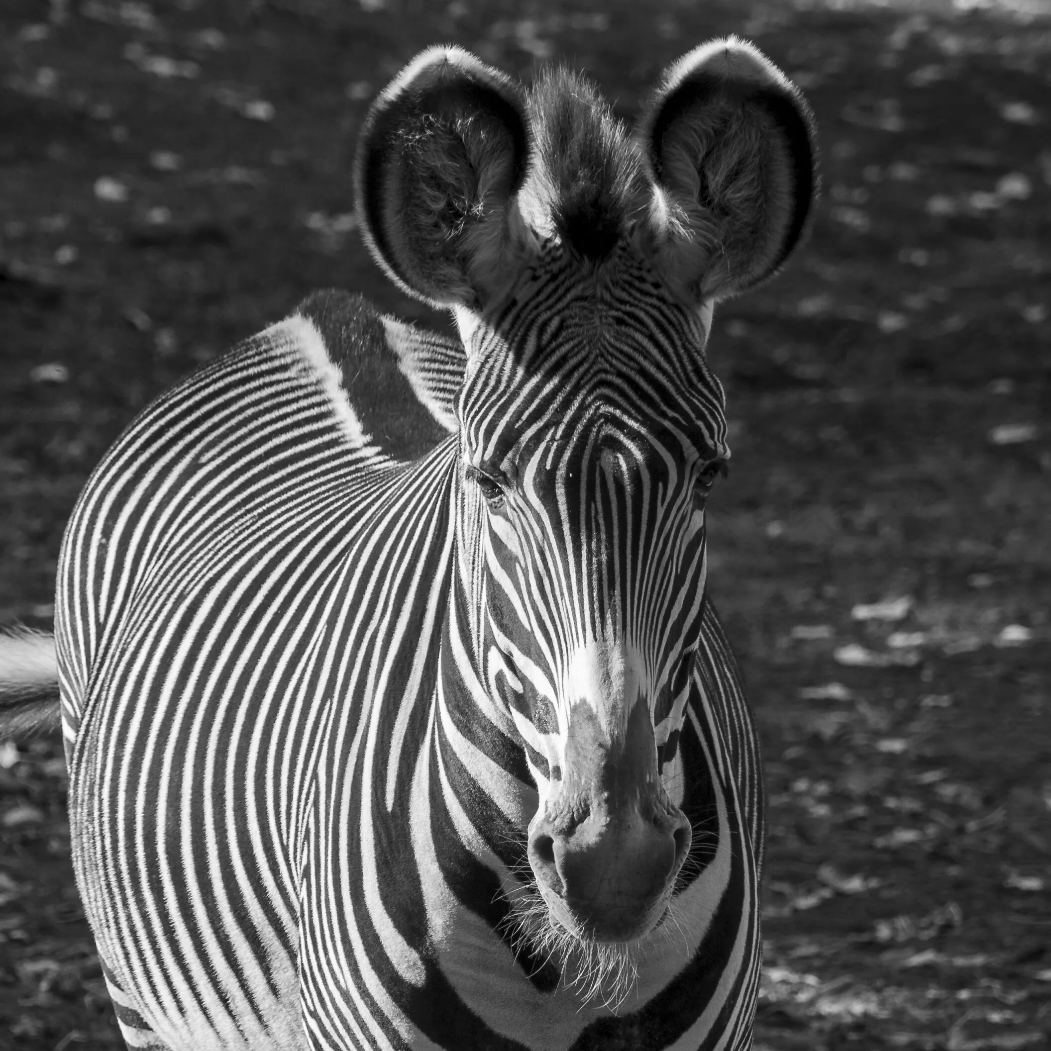 Stripes on me