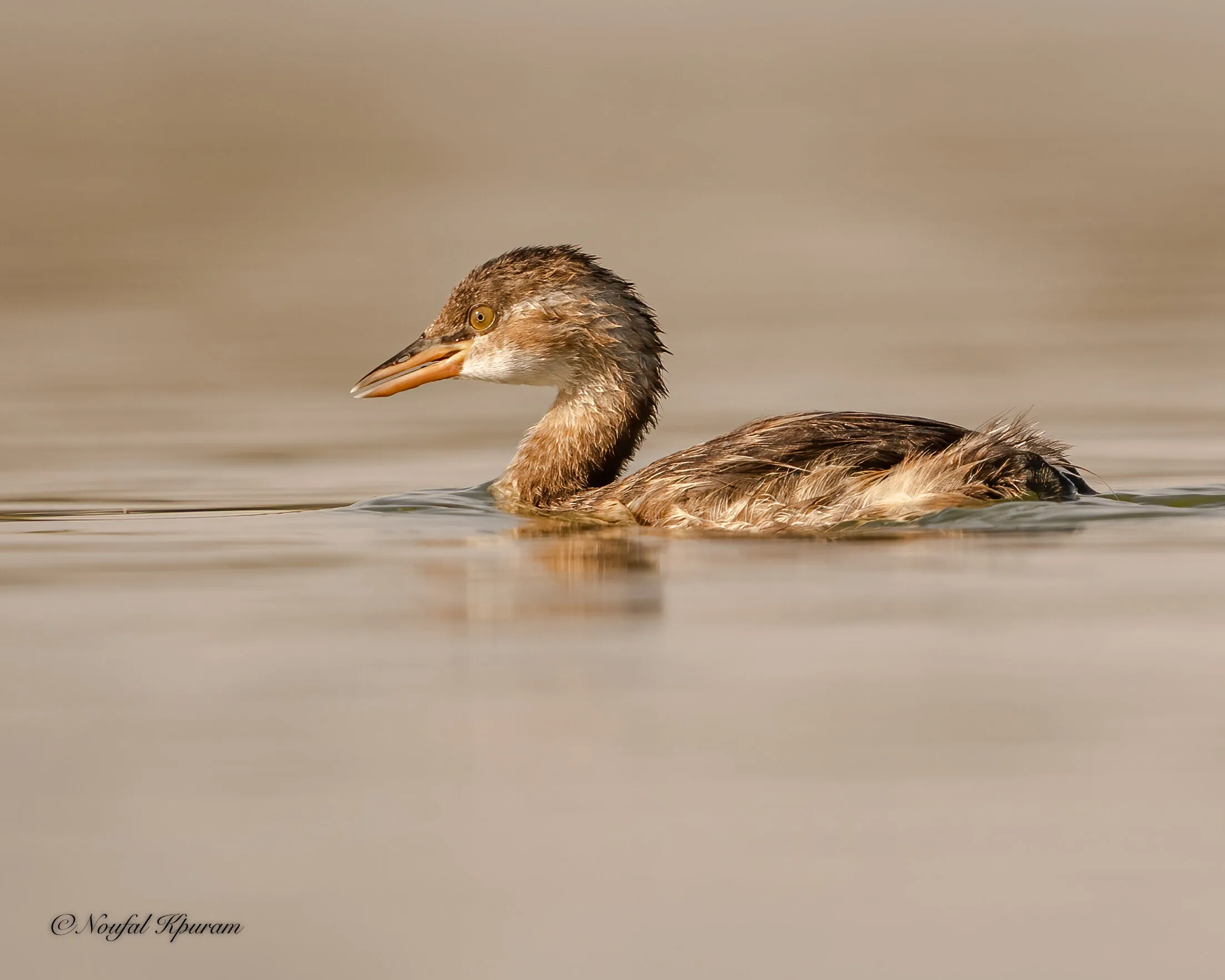 Little Grebe