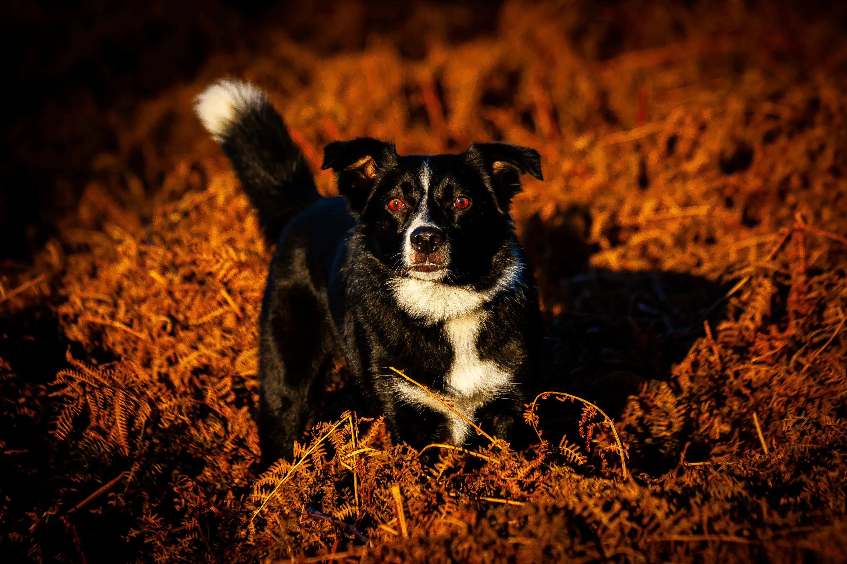 Cara the Border Collie