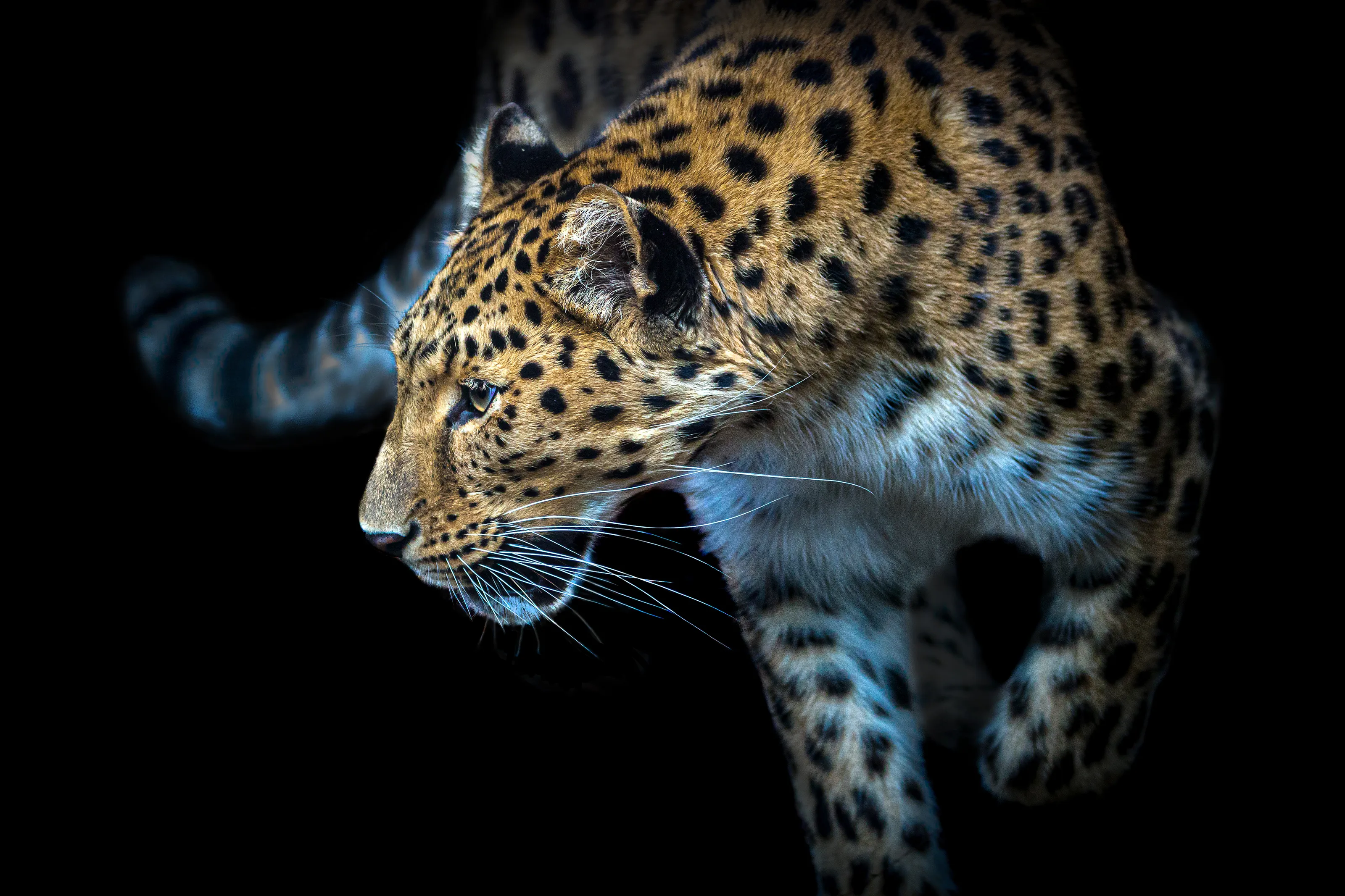 Endangered species
