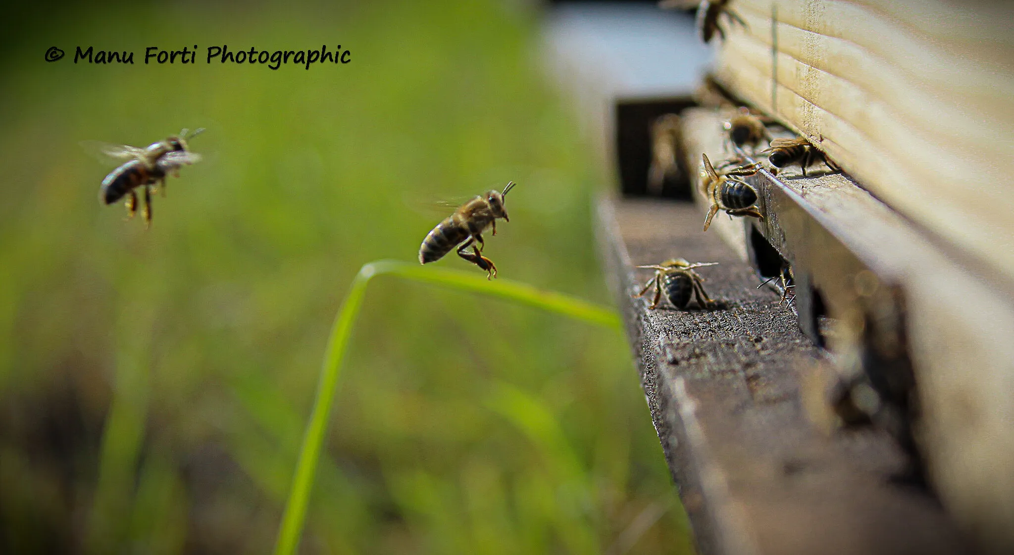 Bees at work