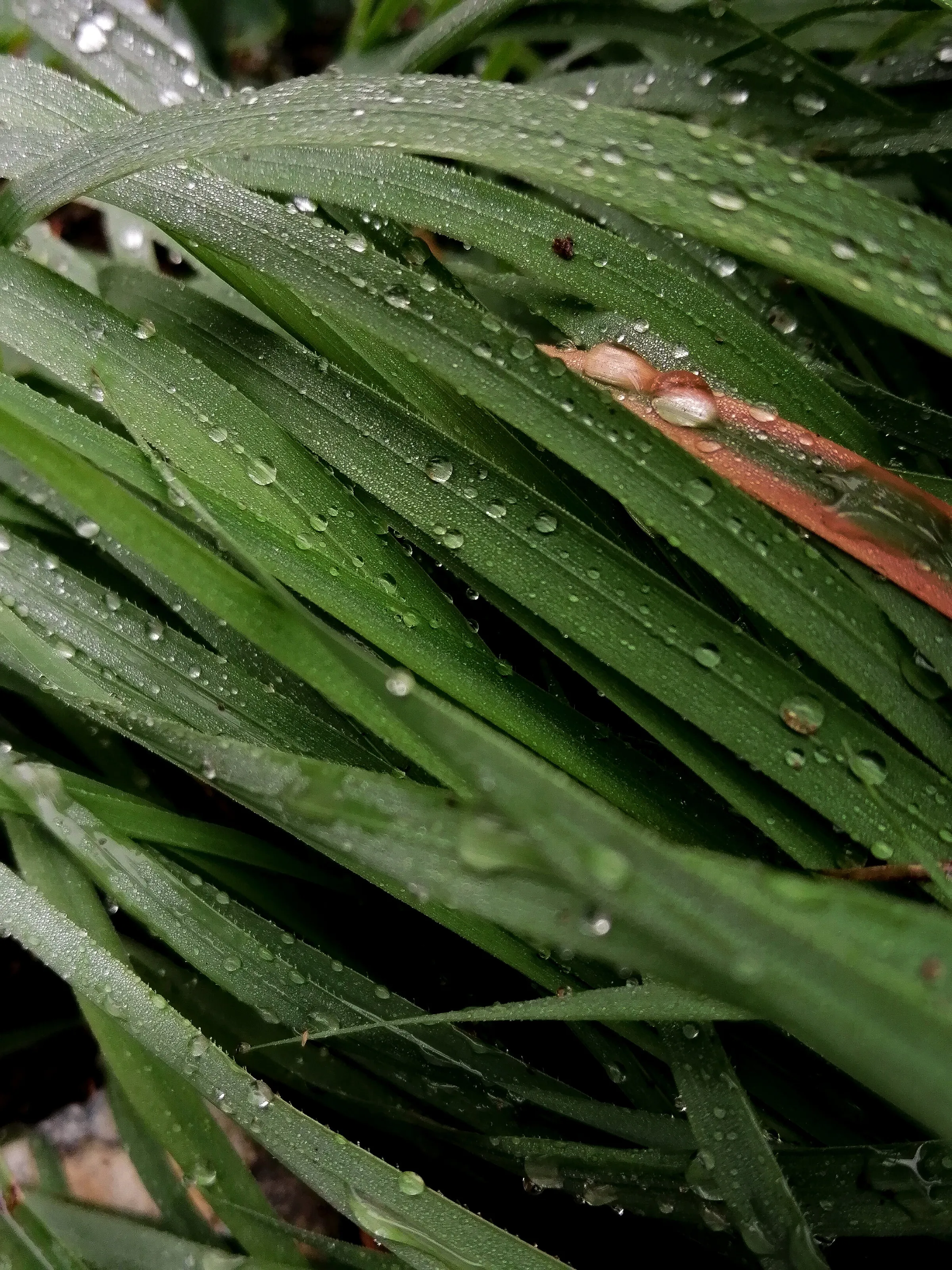 Raindrops