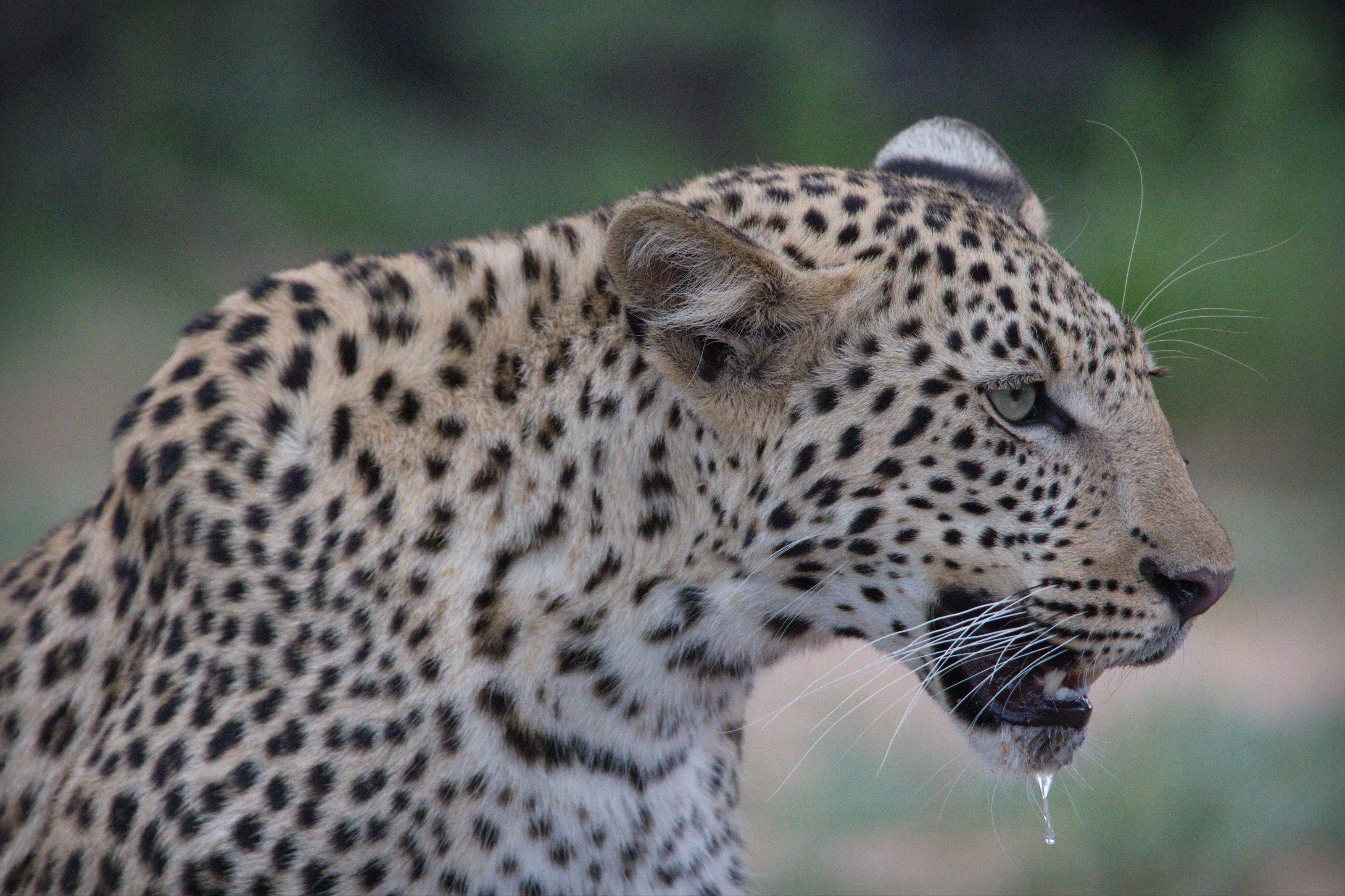 Lepard