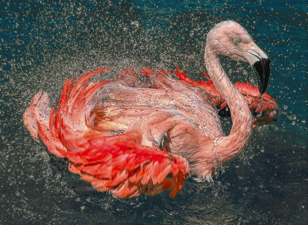 Entry 20368290