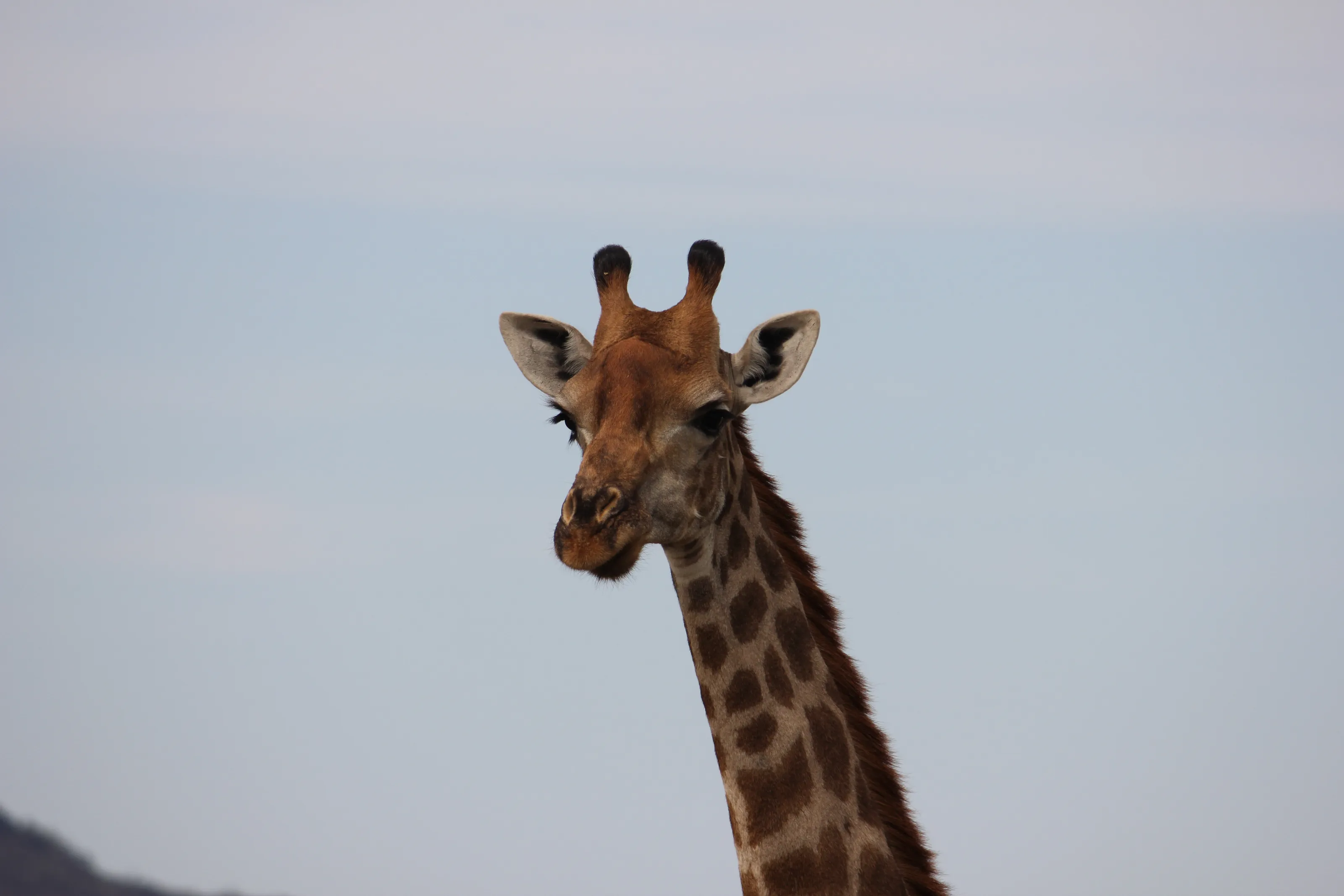 My Home - Africa
