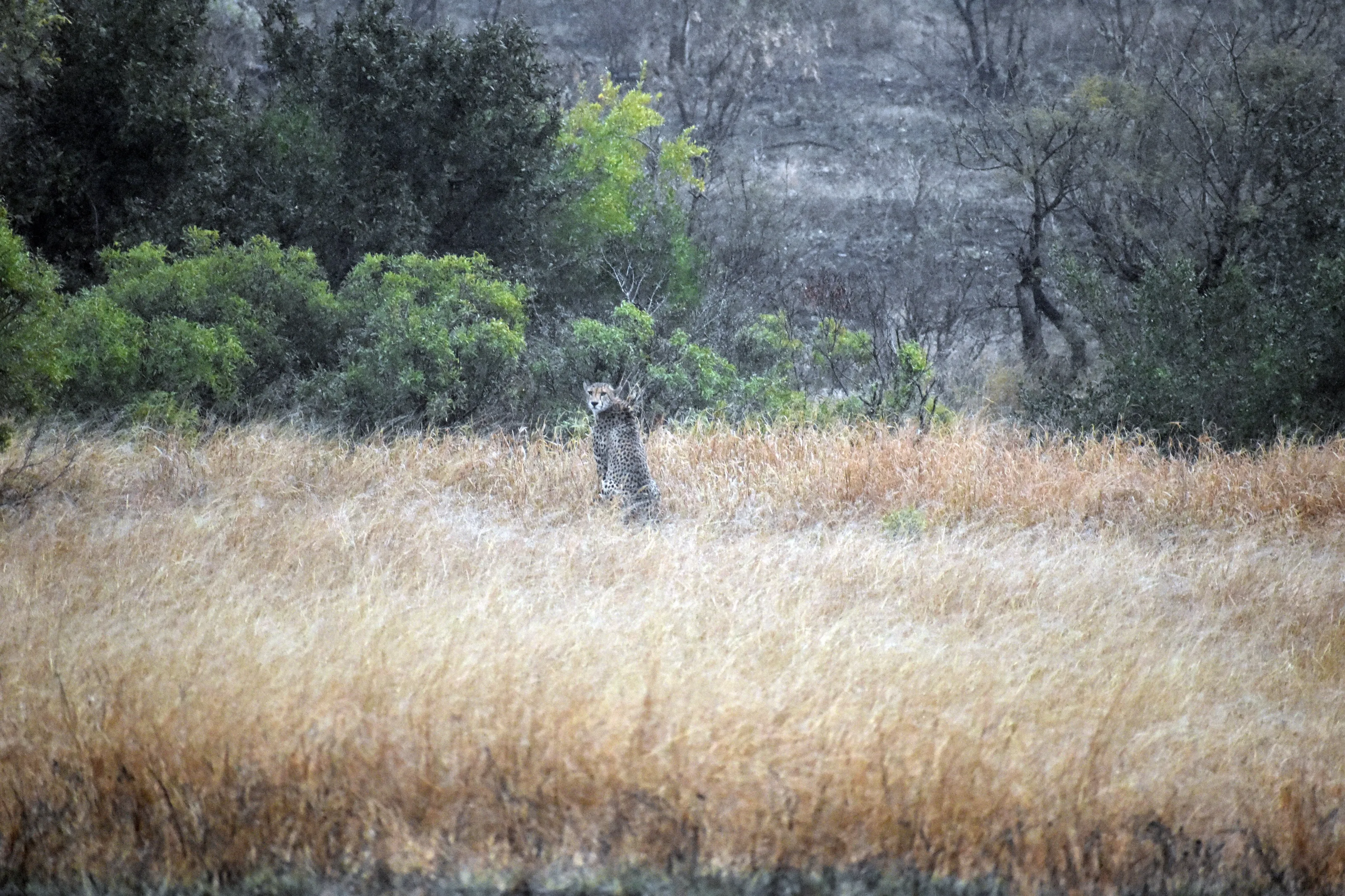 Cheetah