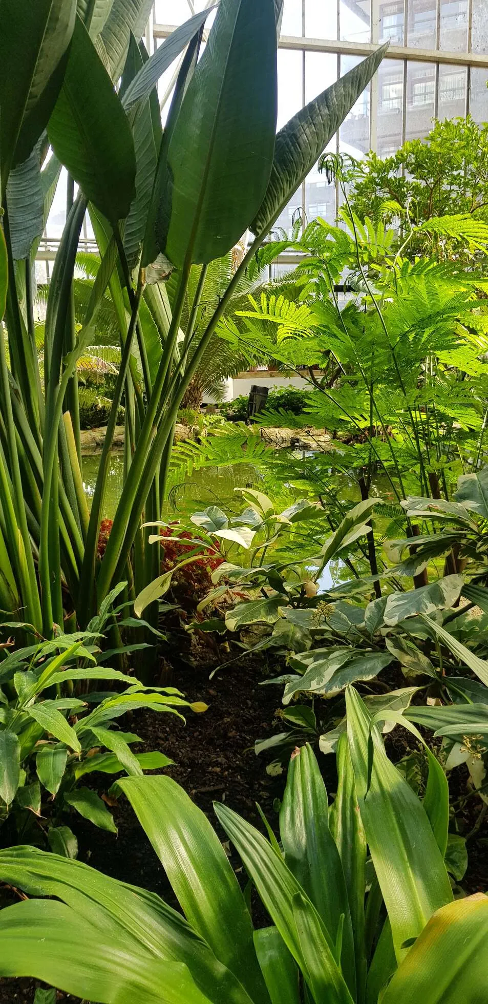 Indoor rainforest in London