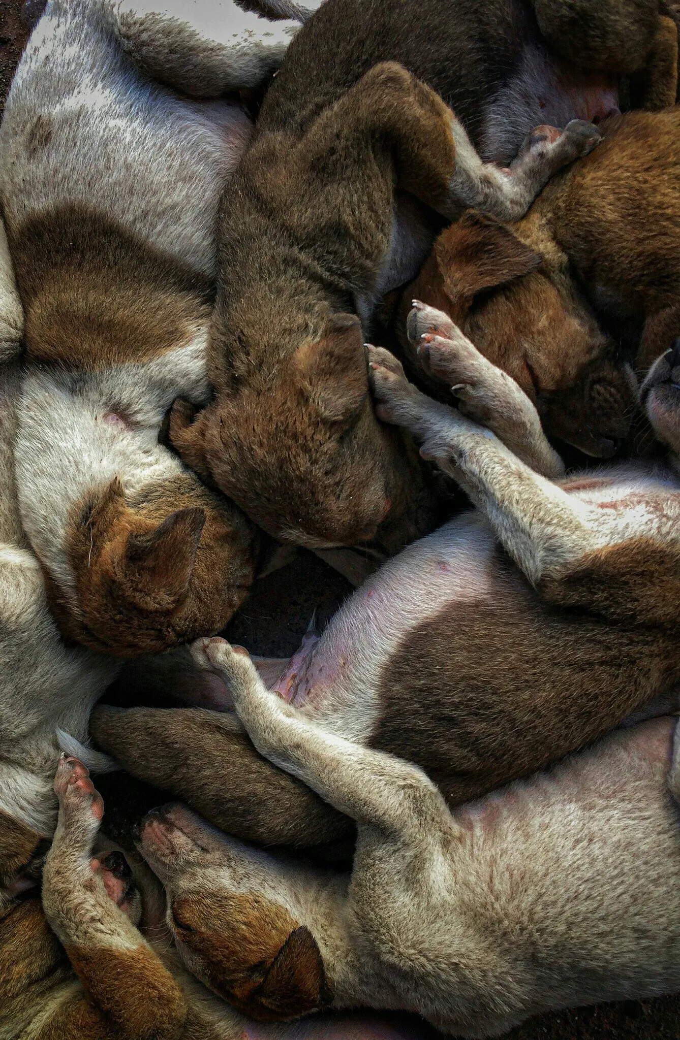 Shhh they are sleeping