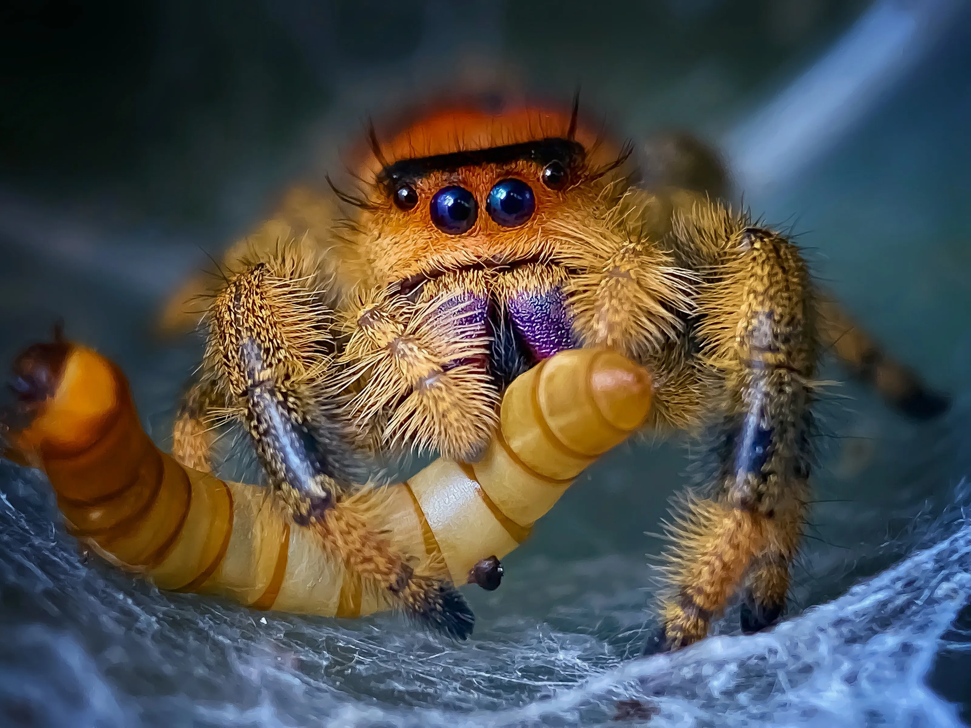 Phidippus regius female with prey