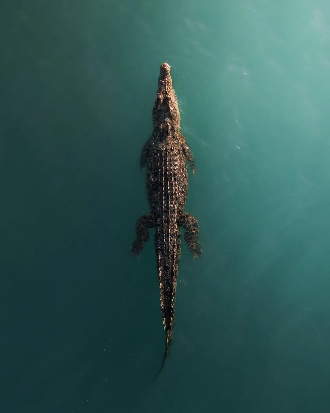 Sunbathing Saltwater Croc