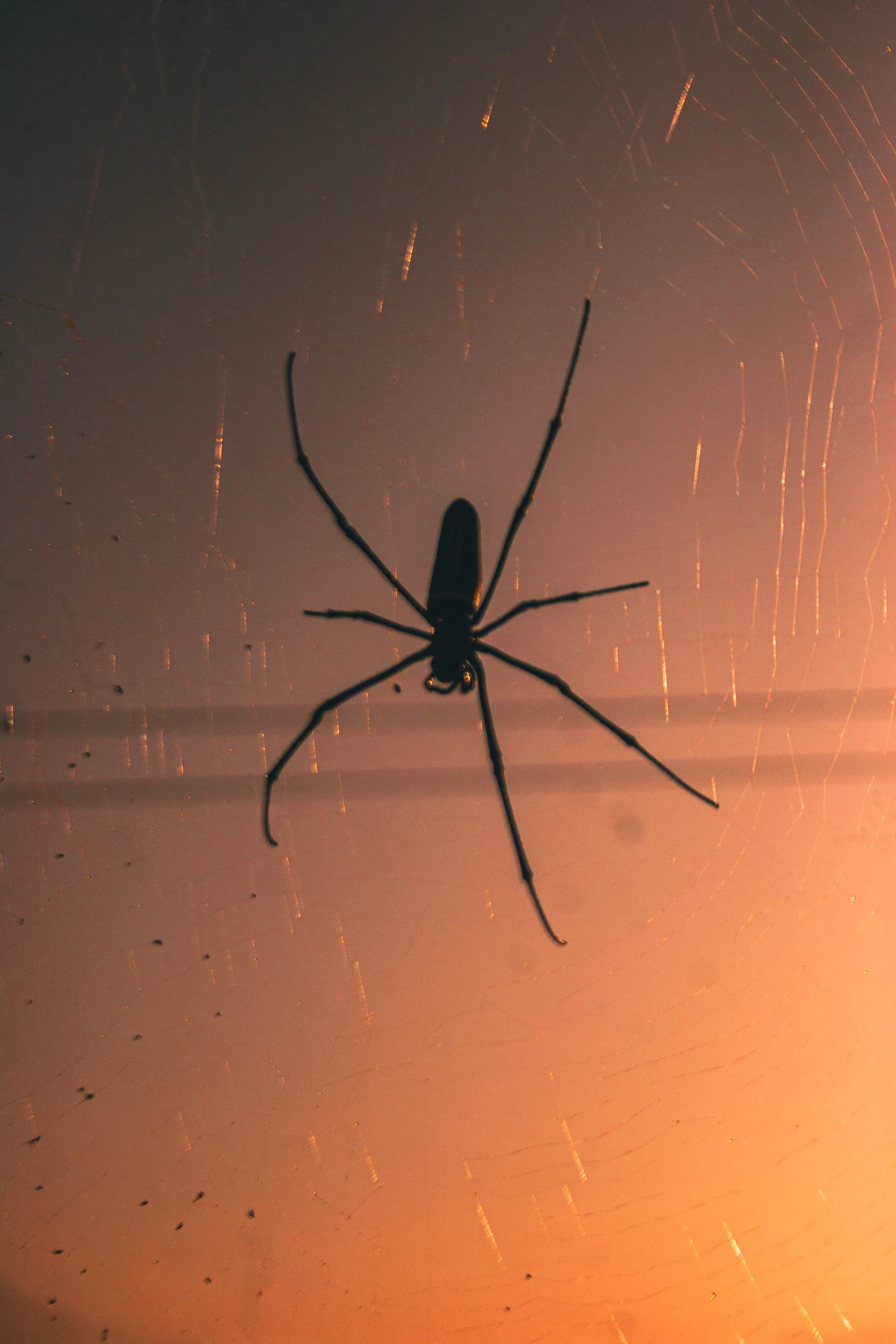 Spider
