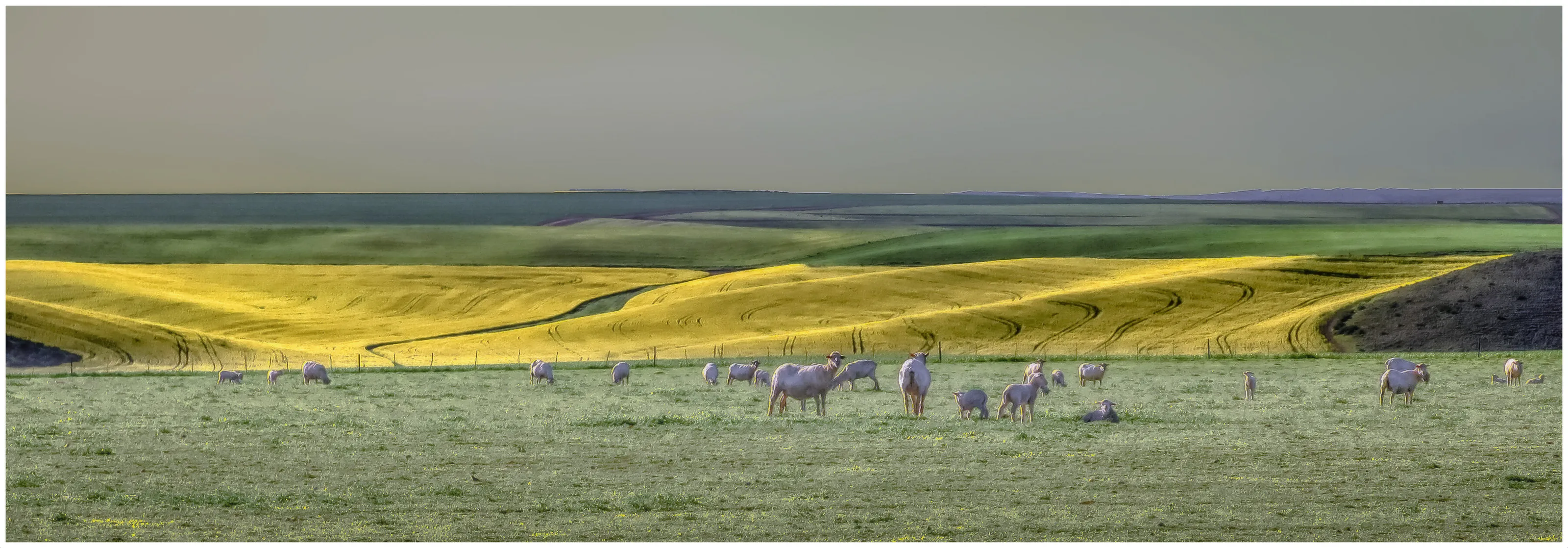 Canola Fields