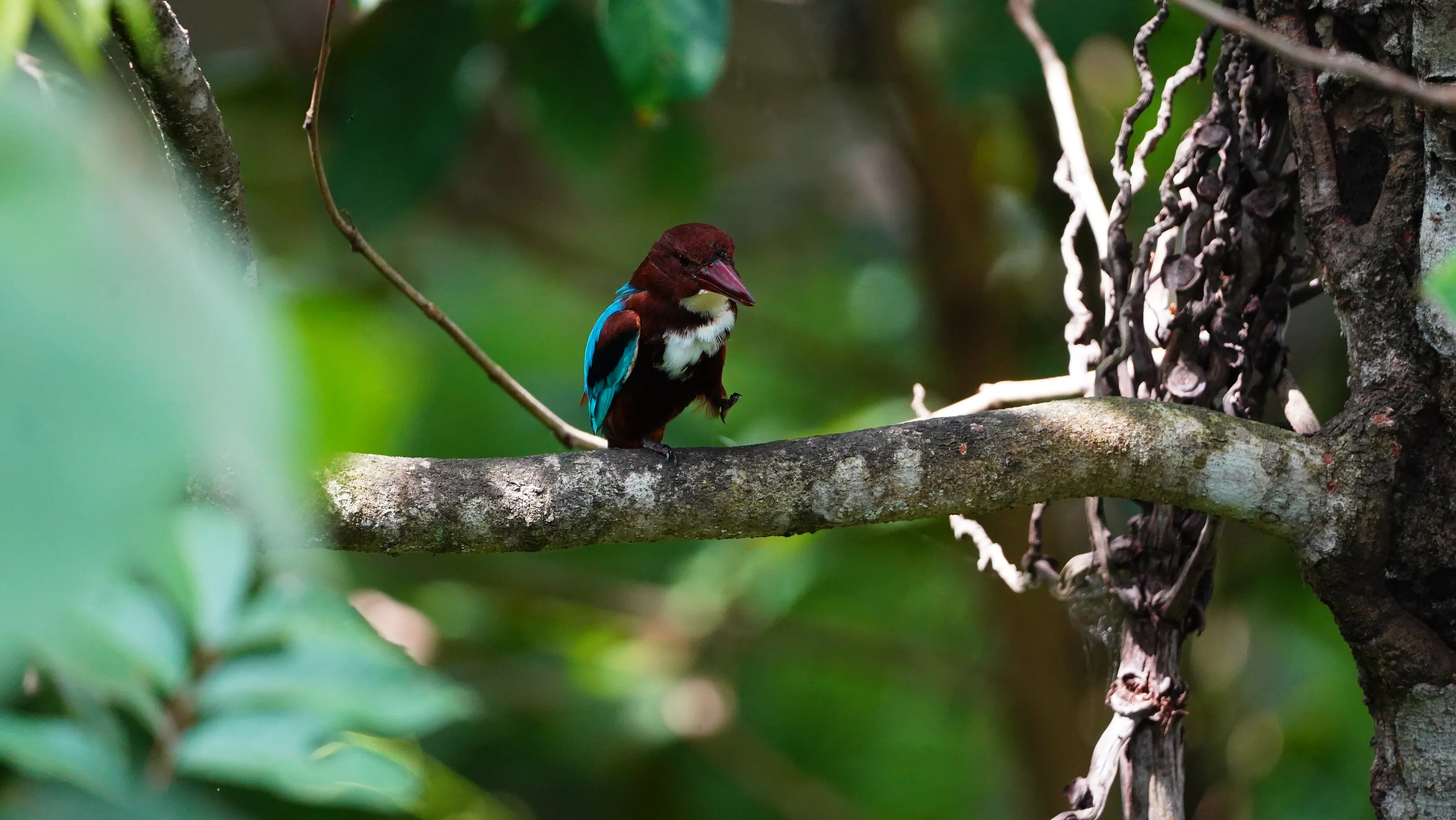 Dancing Kingfisher