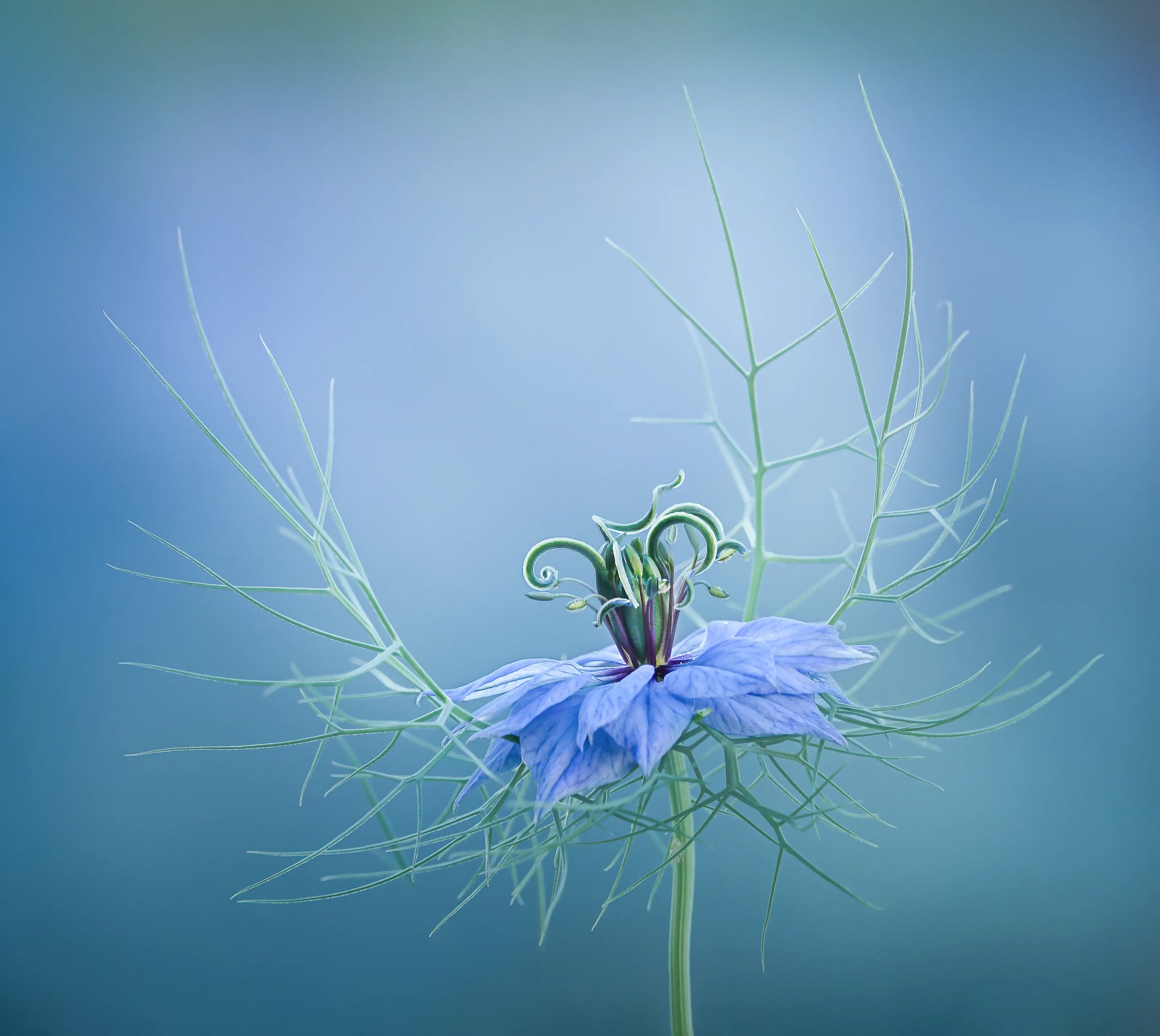 Nigella Damascena in Evening Light