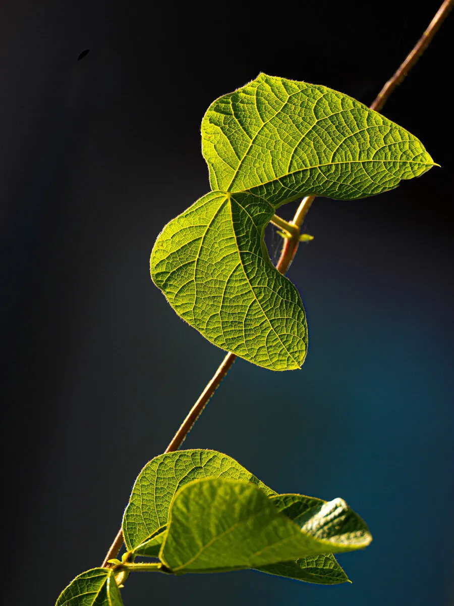 Entry 12772437