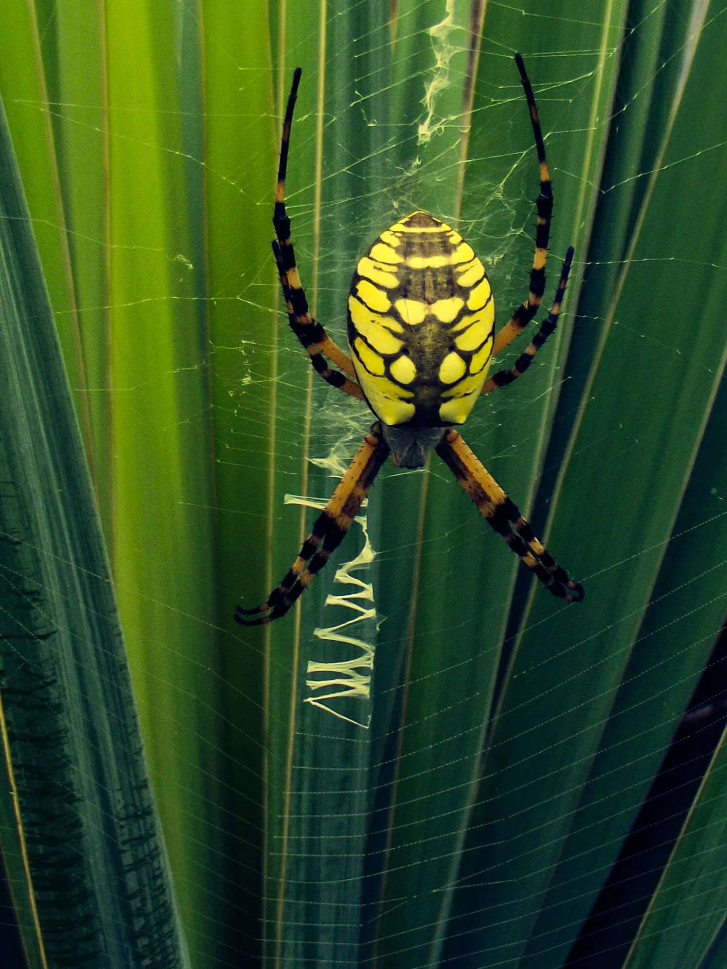 Spider banana