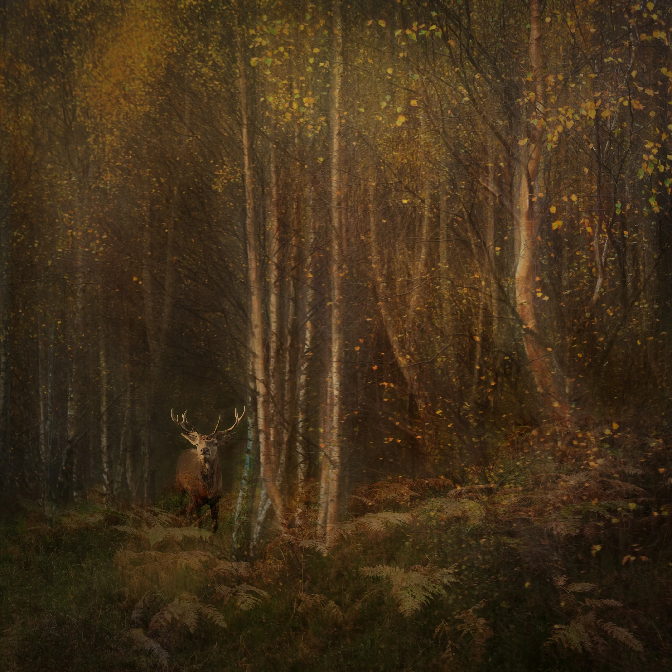 Stag Forest II