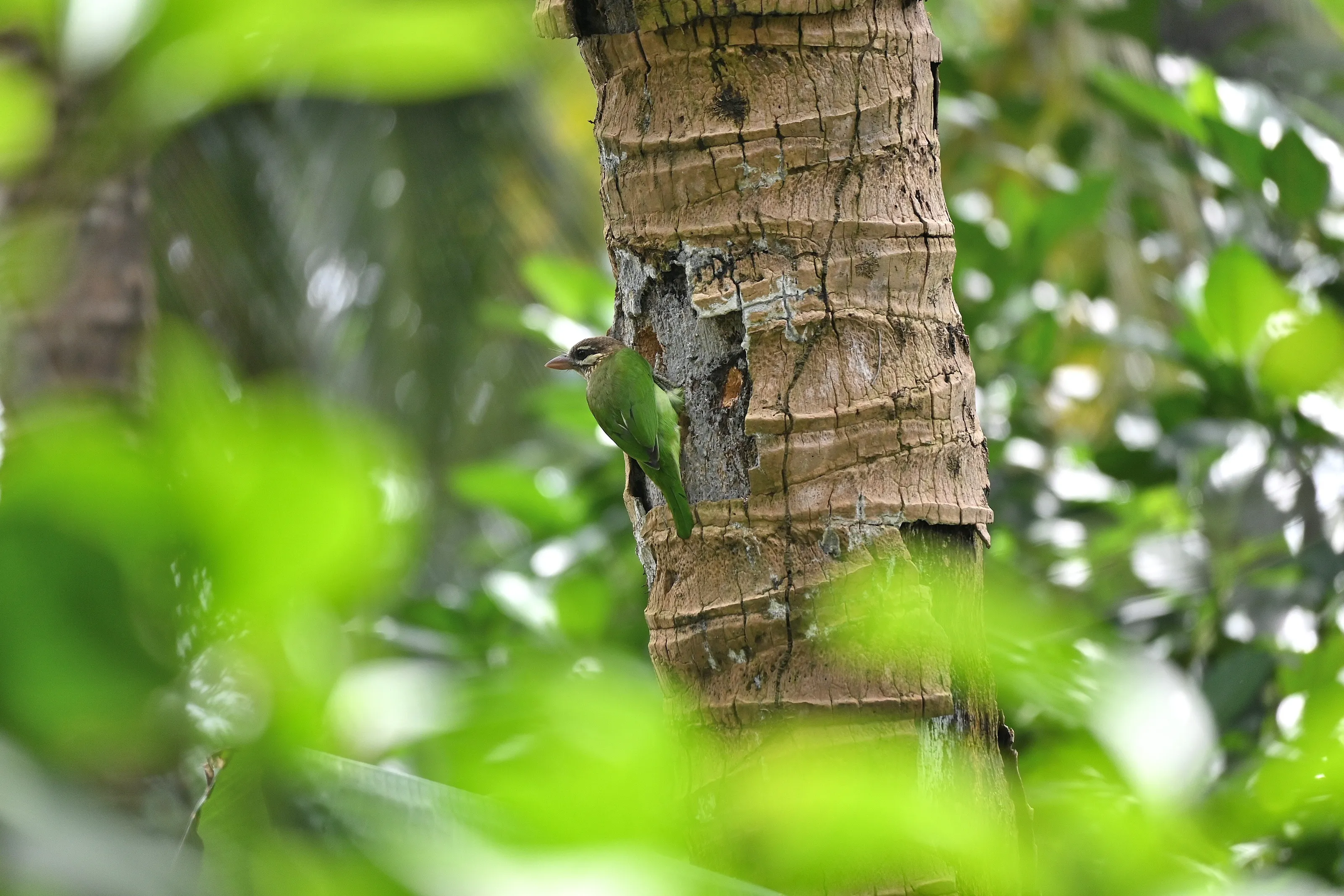 White-Cheeked Barbet