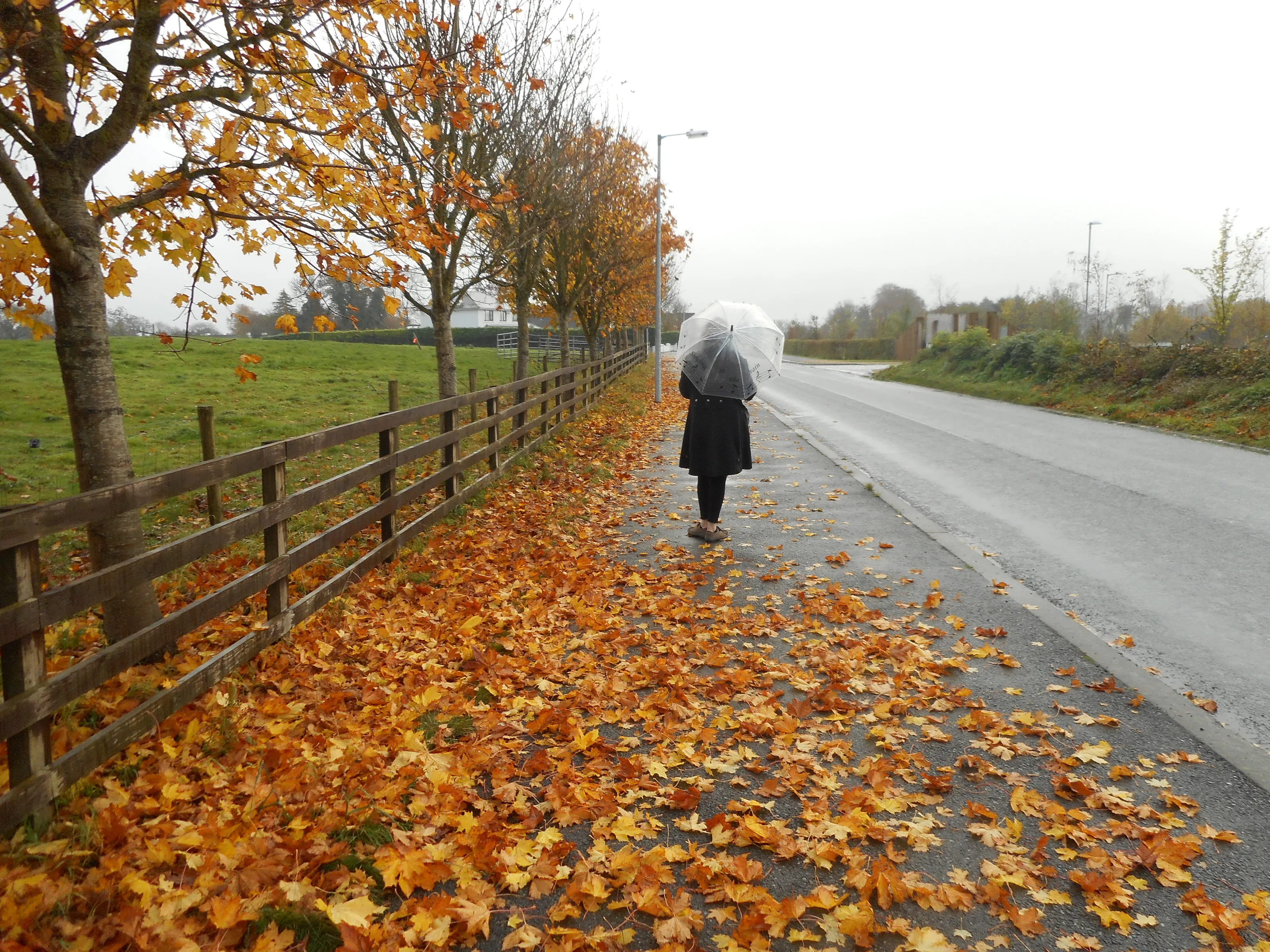 A stroll amongst autumn leaves in Ireland