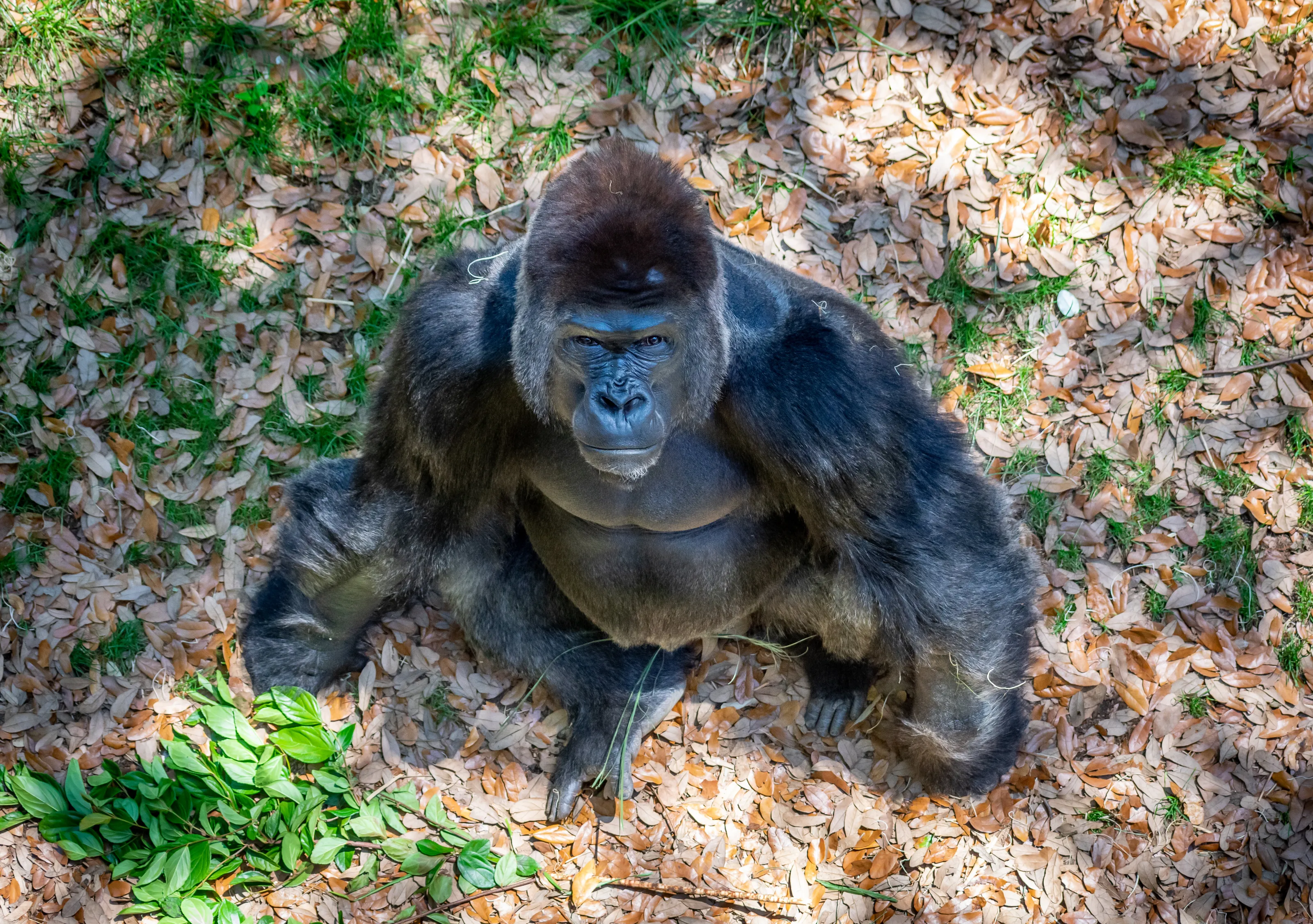Curious Gorilla
