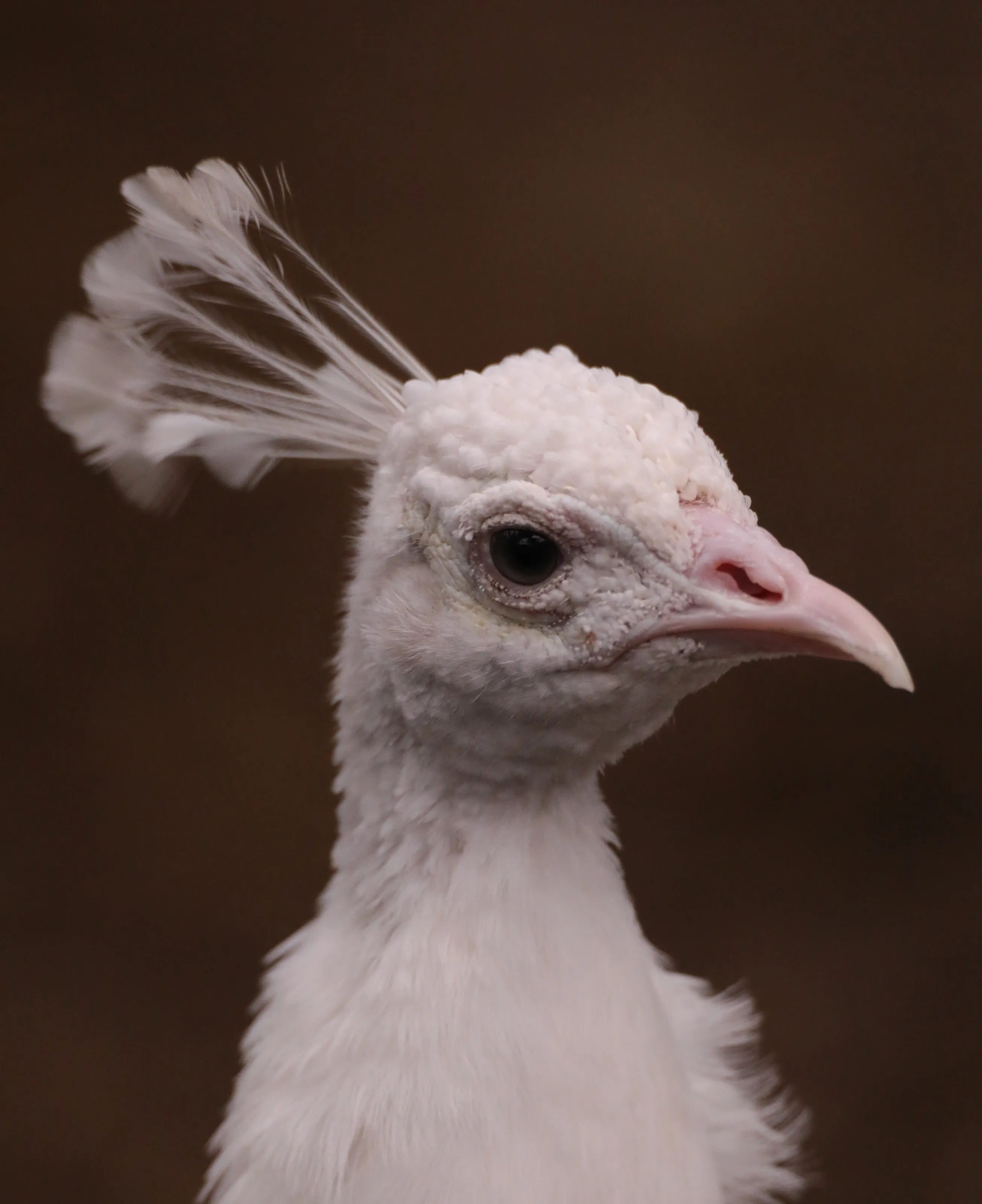 White Indian Peafowl