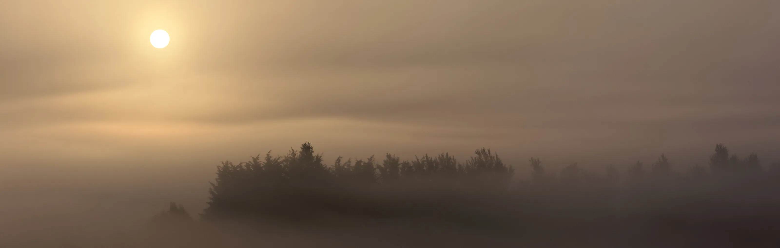 Foggy sunrise