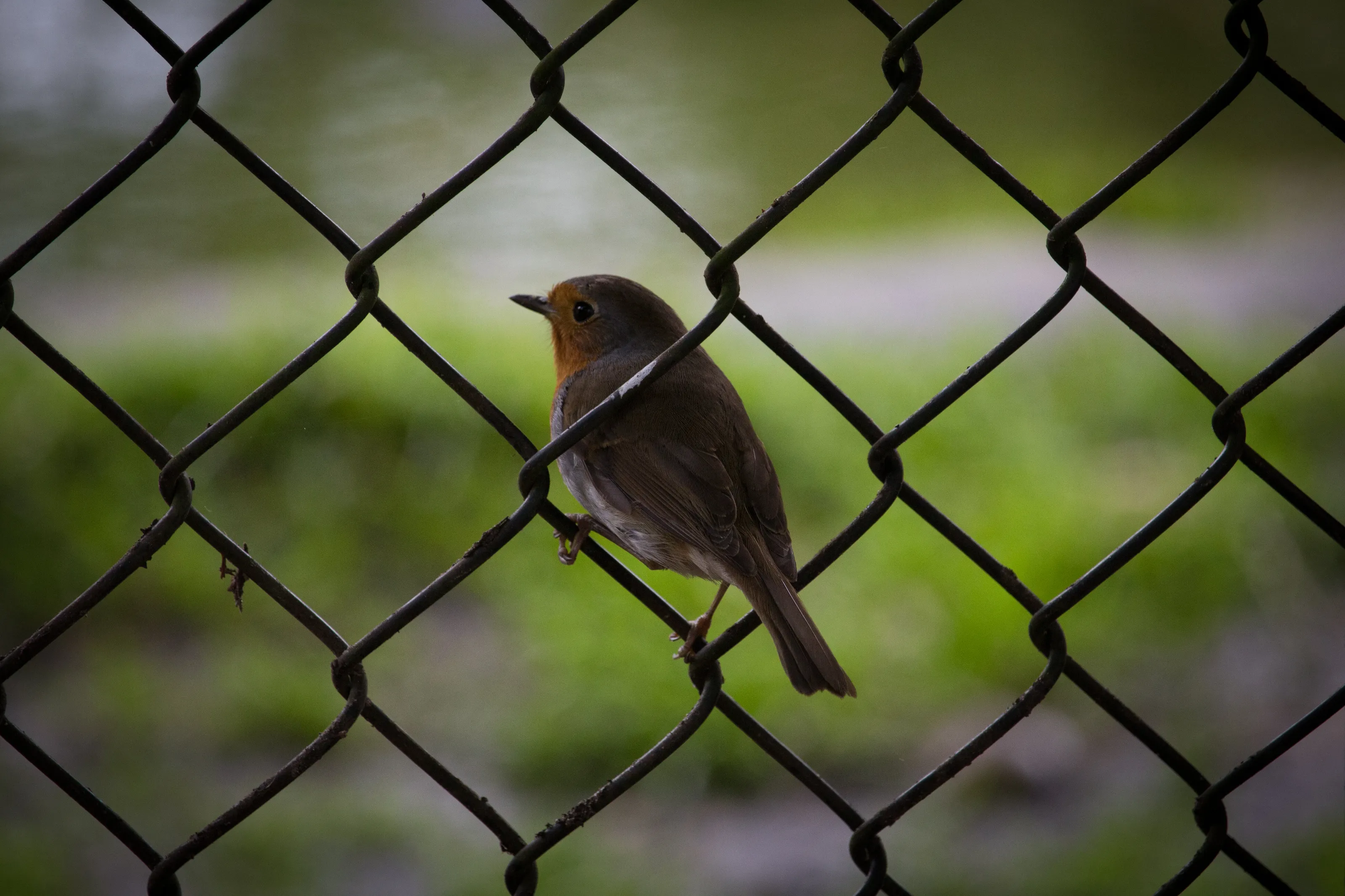 Chain Linked Robin