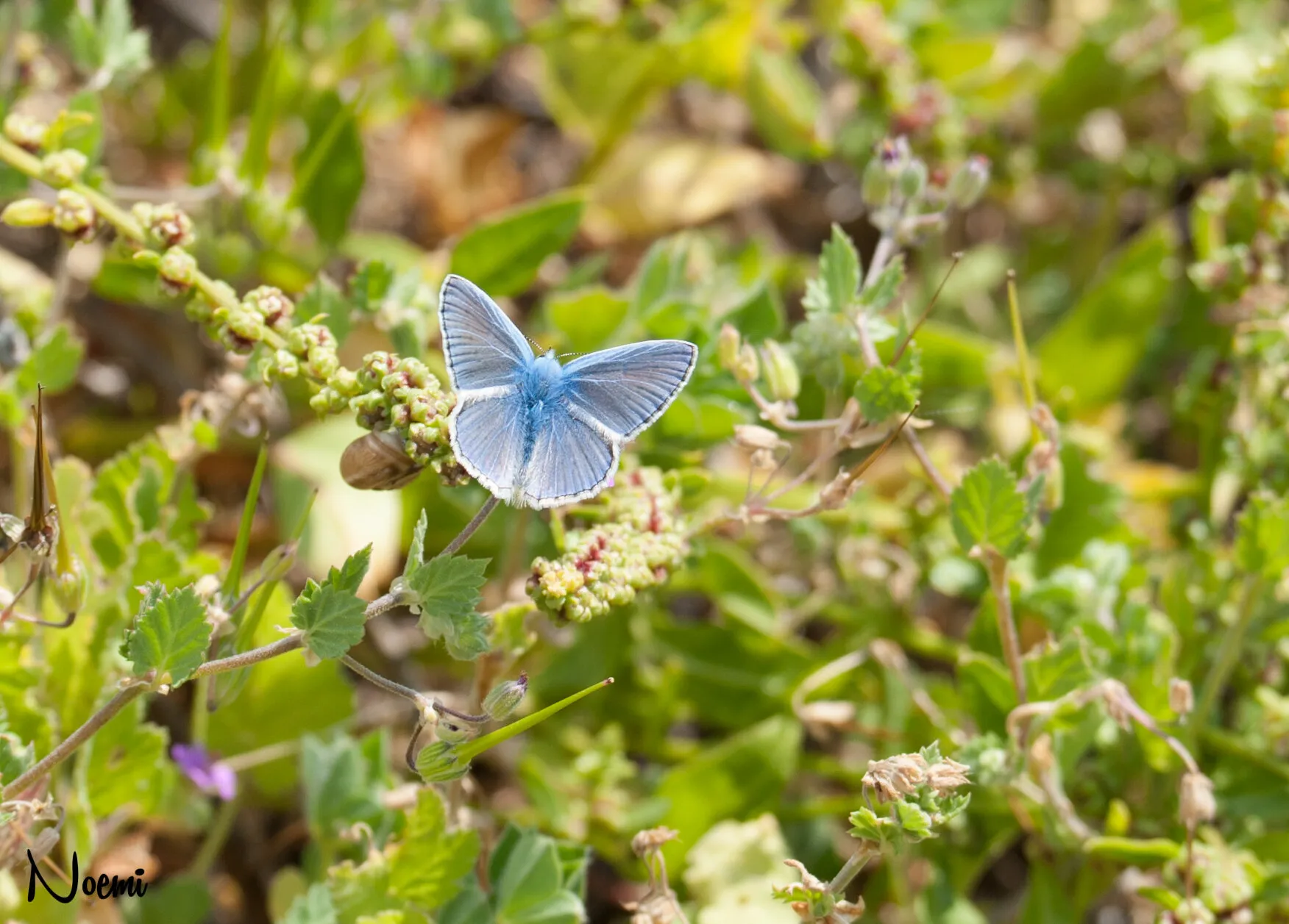 Glaucopsyche paphos