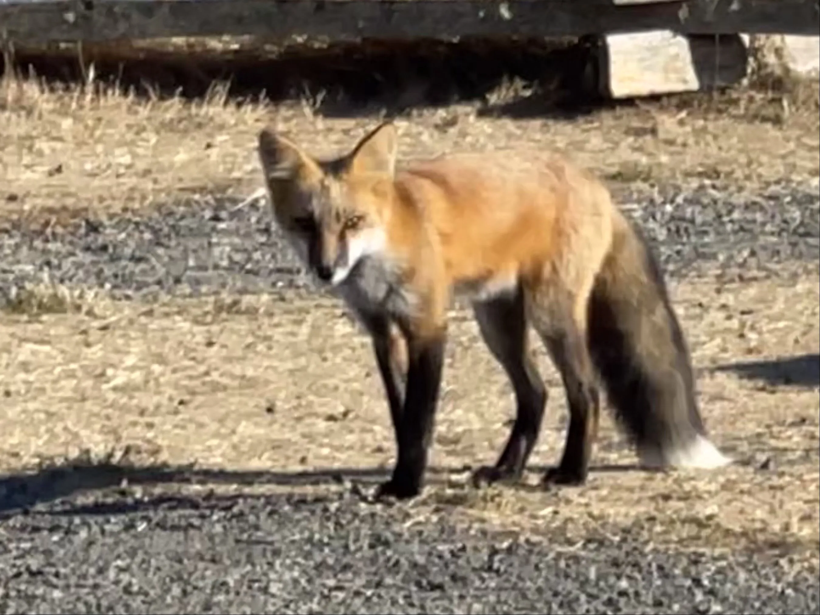 San Juan Island Red Fox