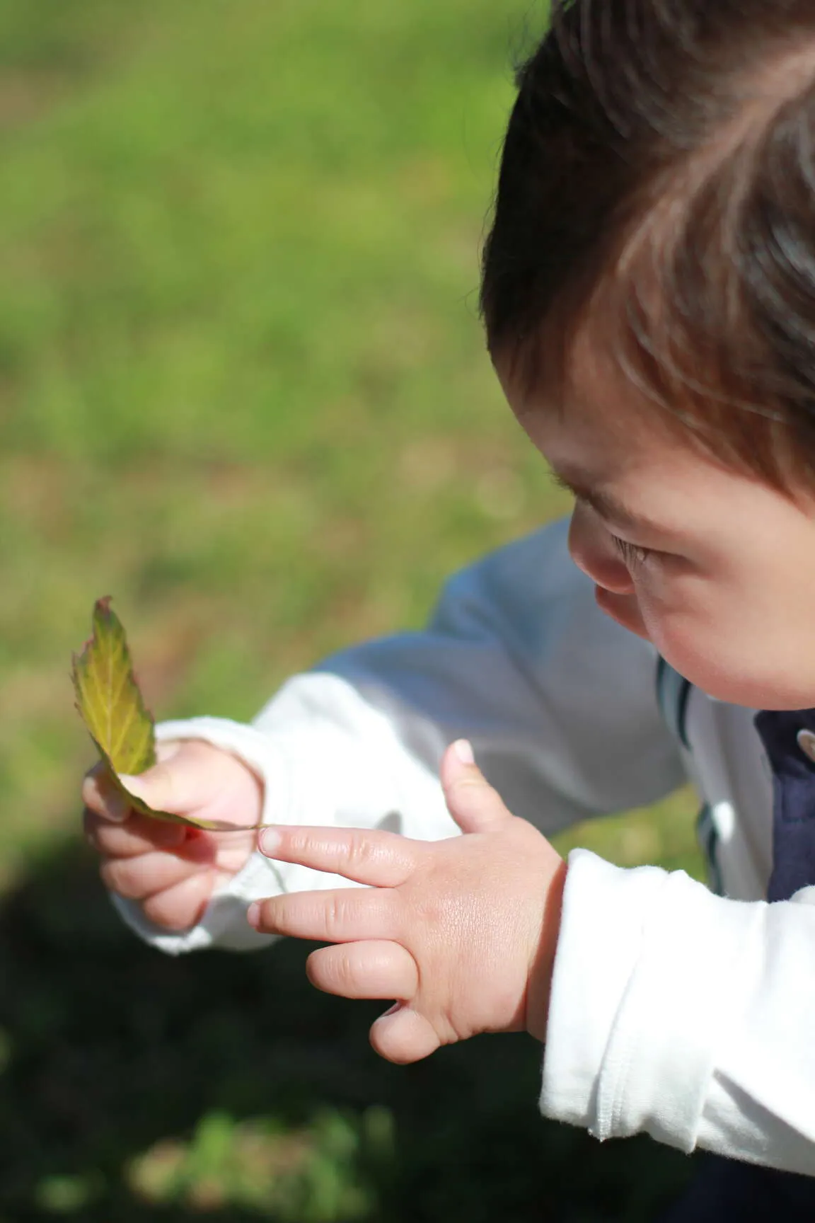 Leaf