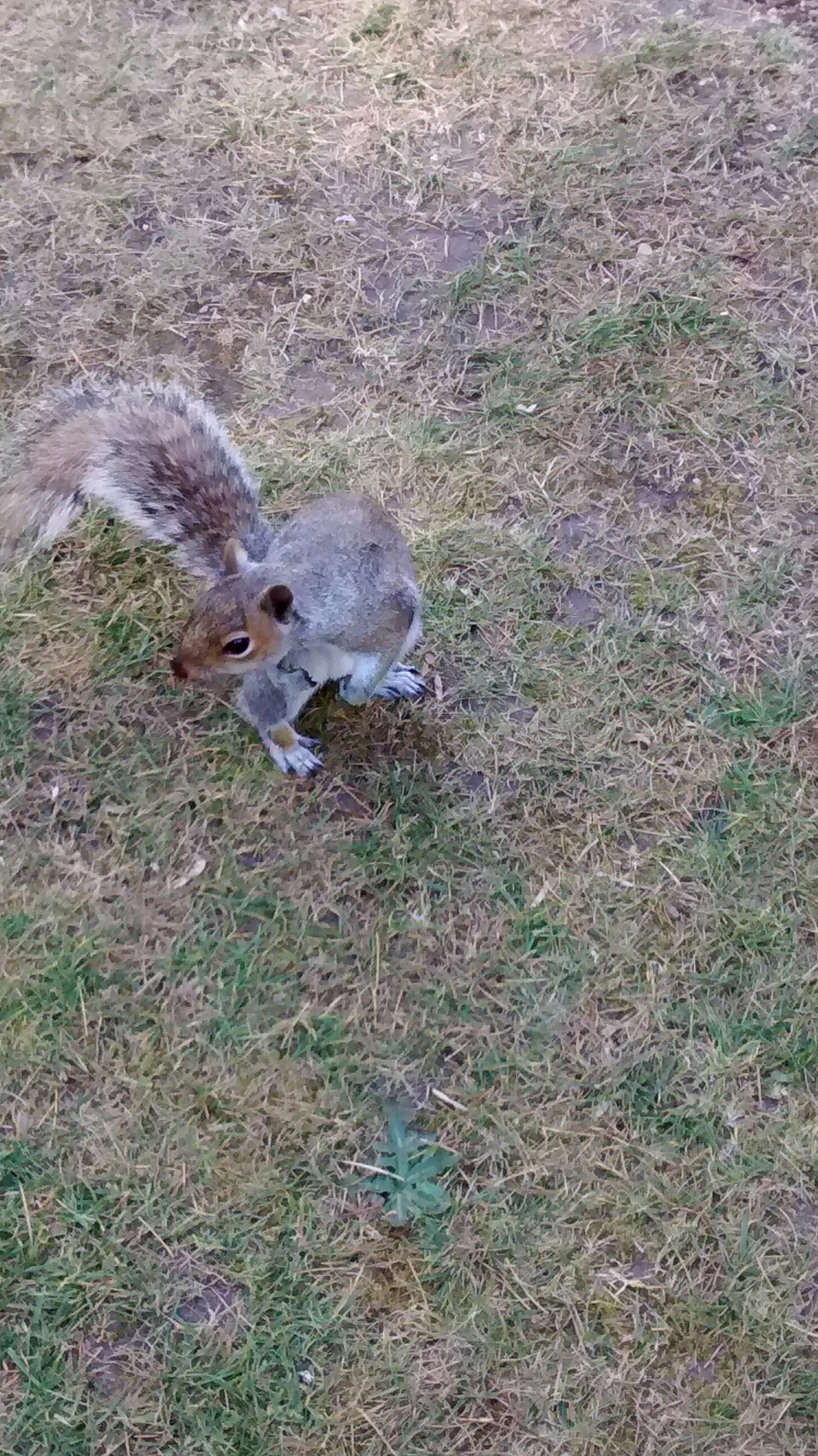Squirrel
