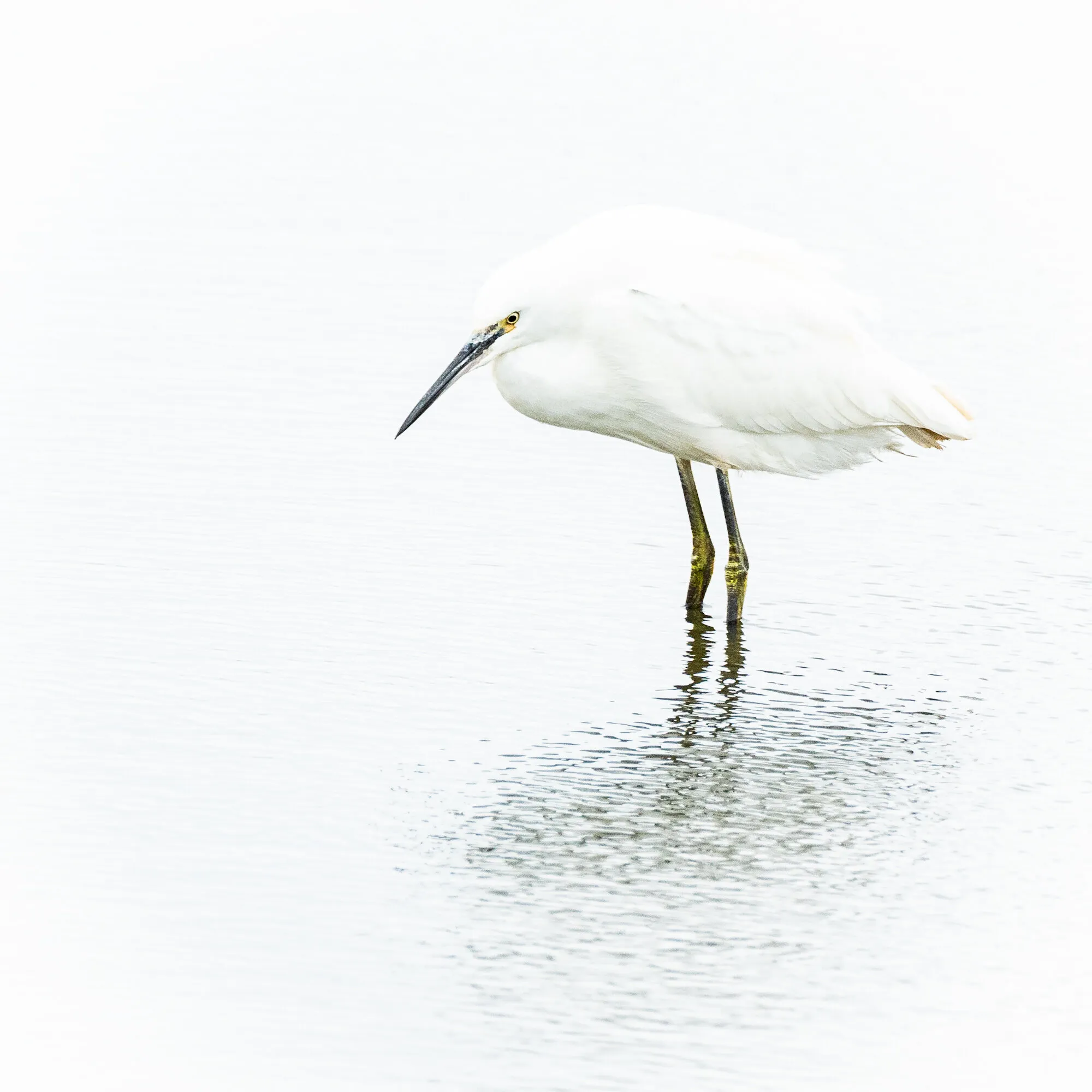 Little Egret