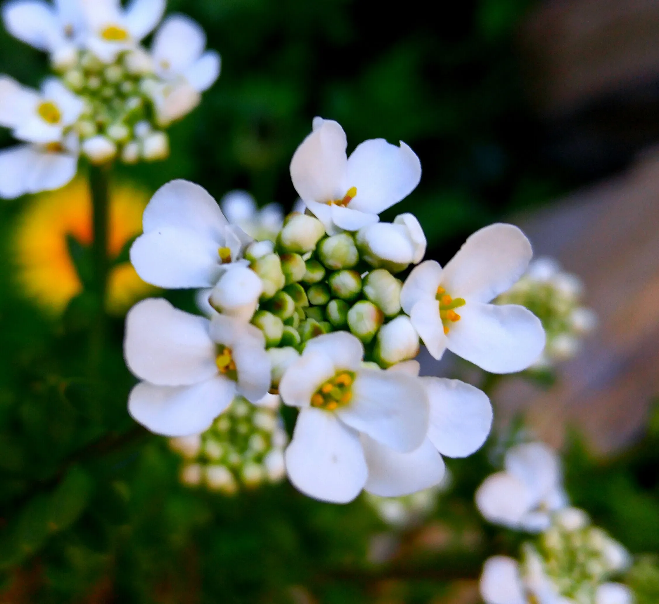 Spring
