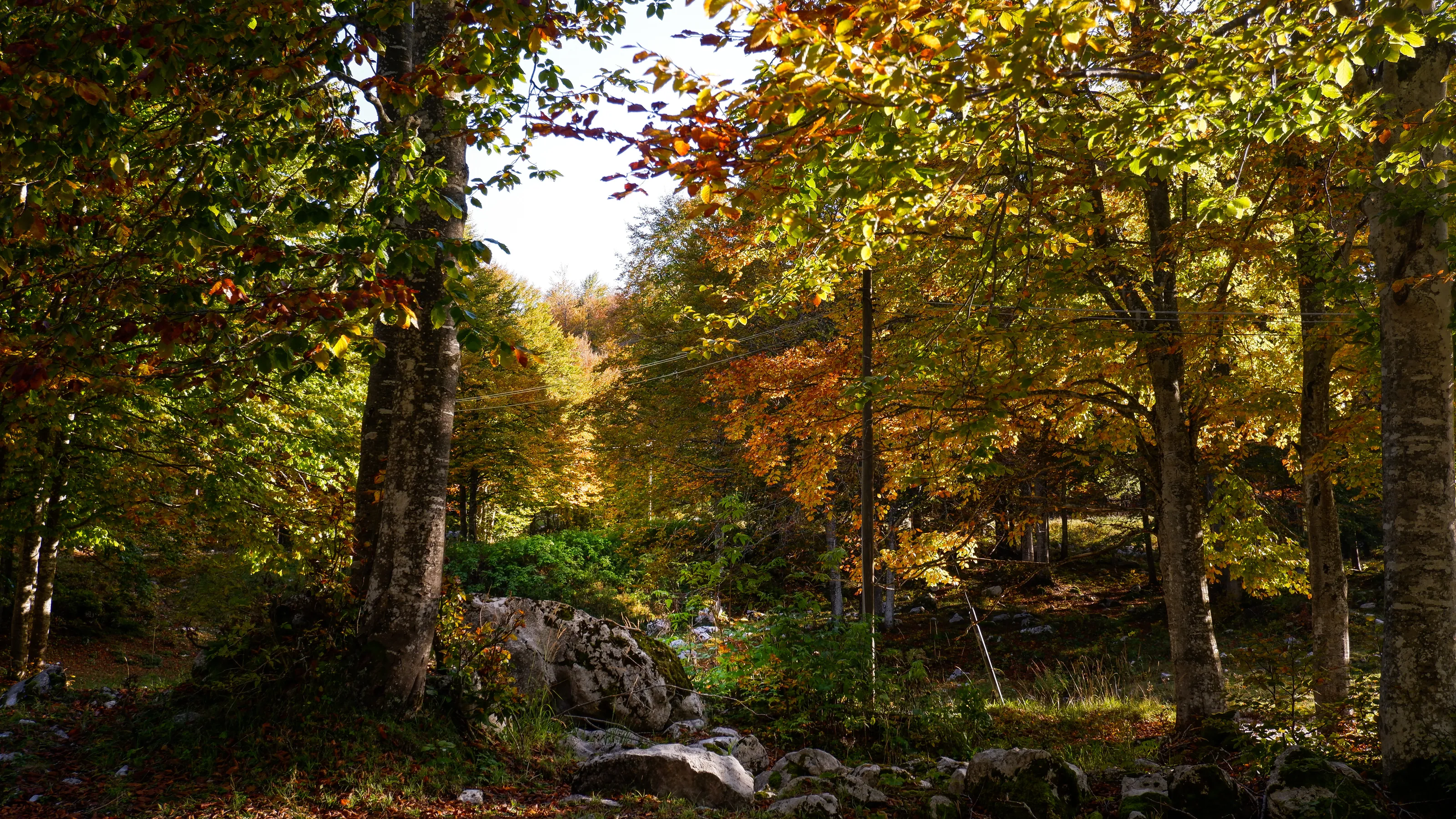 Early Autumn's colours