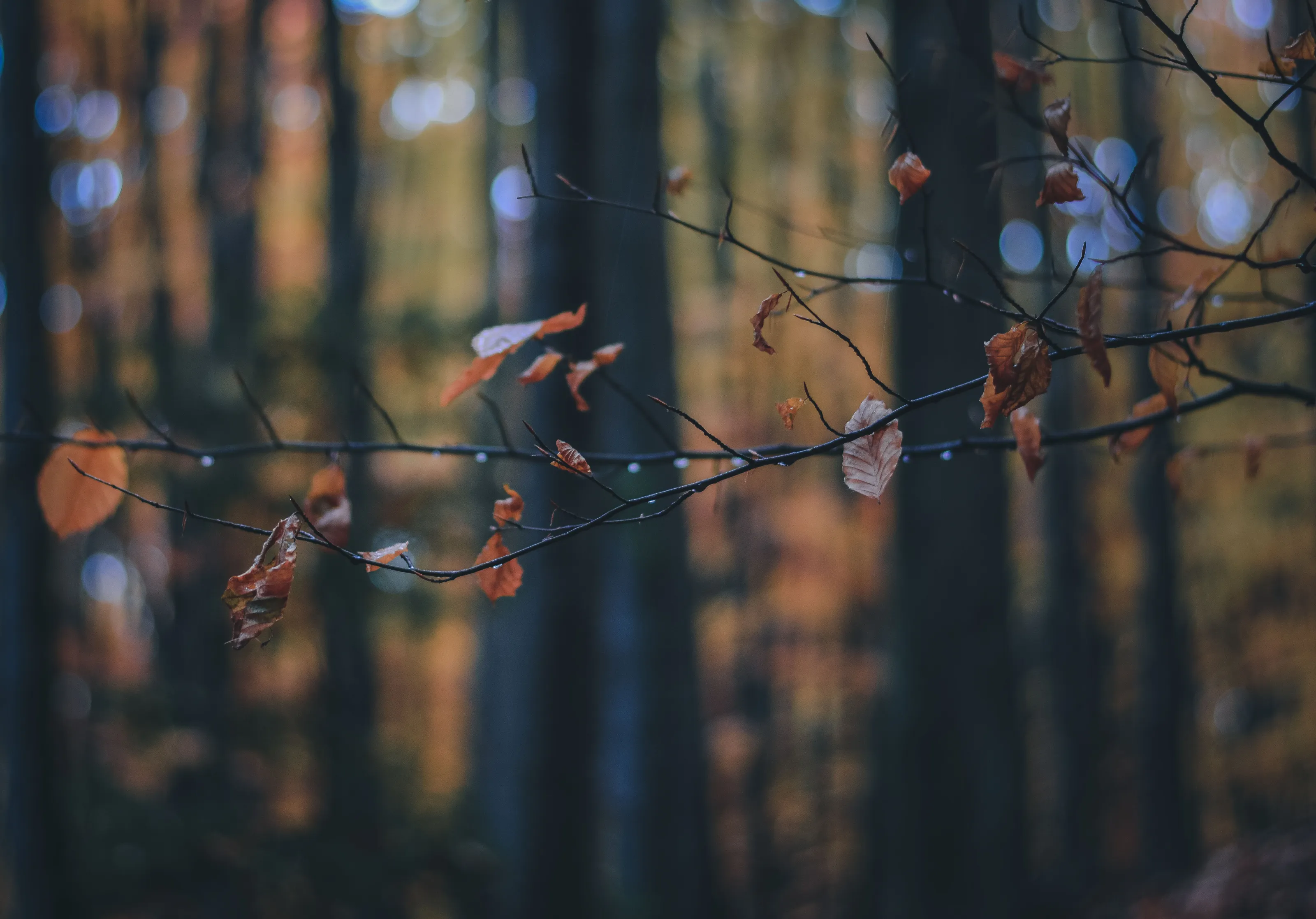Autumn rain